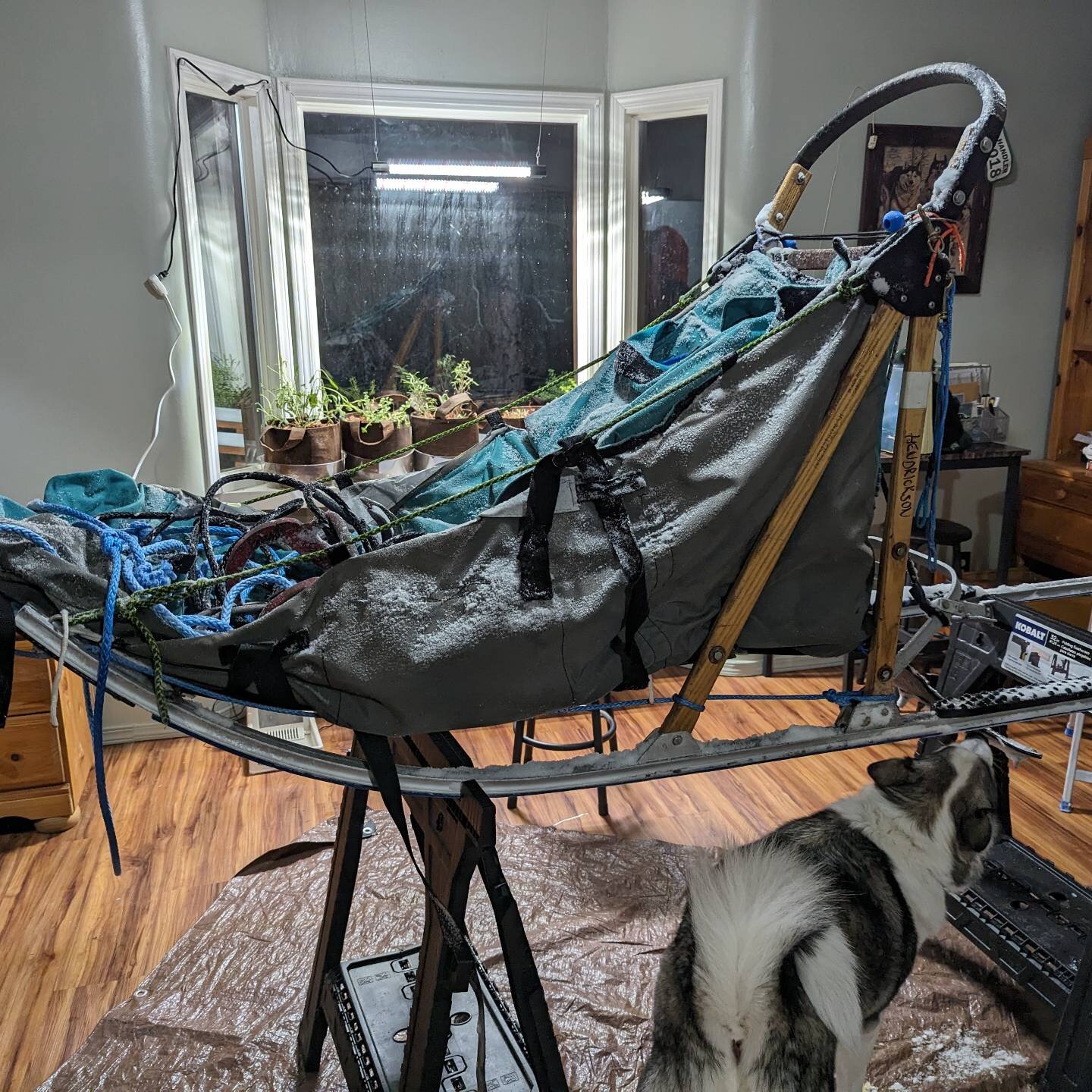 Big things are happening! After about 5 (6?) seasons of using @ataokennel 's spare sled I finally have my own! It's a little bit of a fixer-upper but should be good to go for the Solstice Invitational next weekend after Pepper finishes inspecting.
