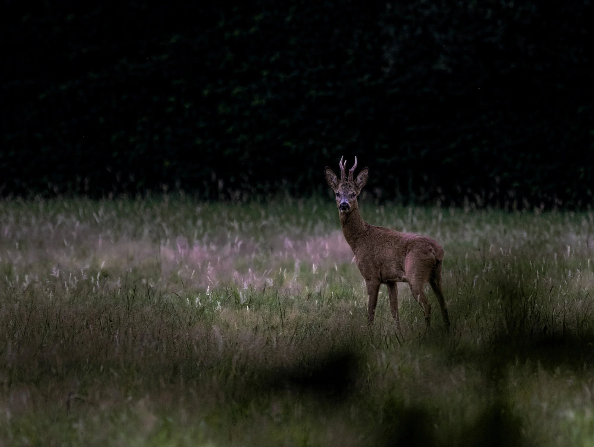 Reebok GervenLK.jpeg