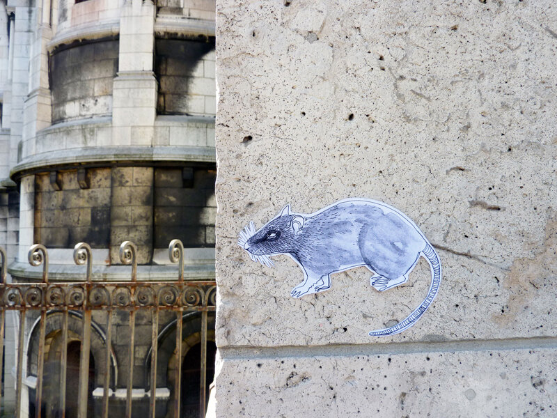 Ratte.jpg