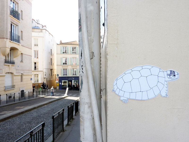 Tortue.jpg