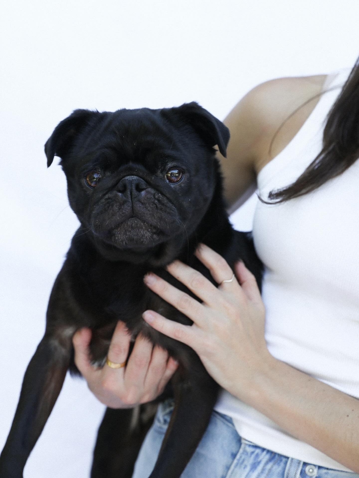 Why is my dog so itchy?! It&rsquo;s rarely the shampoo! Most post-groom itchiness comes from mat removal or a shave down, but often it&rsquo;s ATOPY - basically hayfever for dogs.

Environmental allergens like pollen, grass seeds, and pollution can t