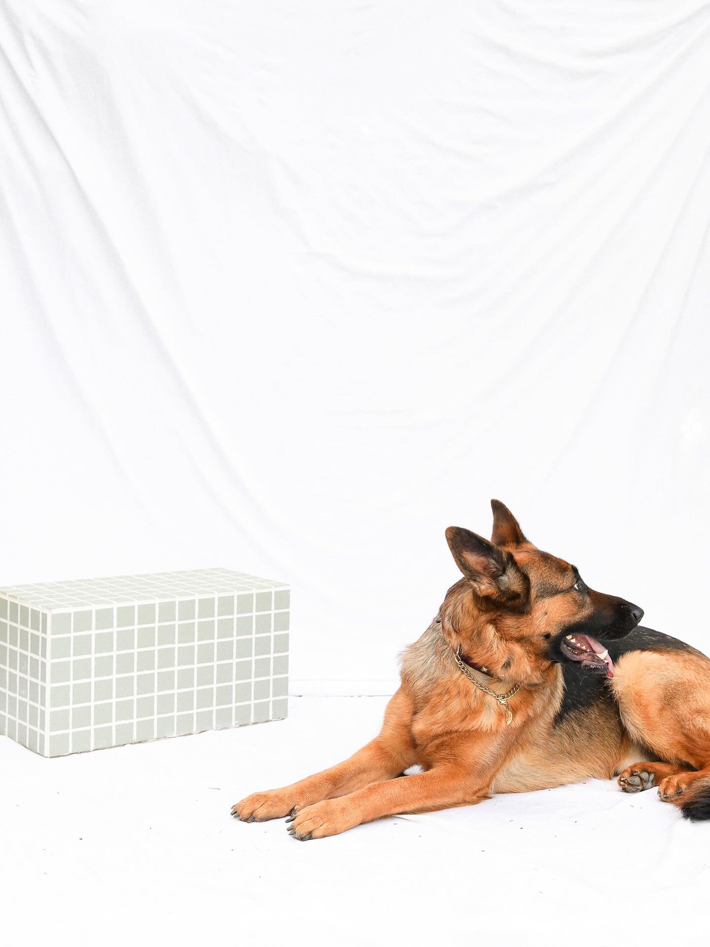 A moment for our big, sweet German Shepherds 🐾 if you have a double coated dog like this, you might notice them shedding a little extra lately now that it&rsquo;s spring. WOOOF&rsquo;s Luxe Wash &amp; Dry includes a warm double wash and deshedding t