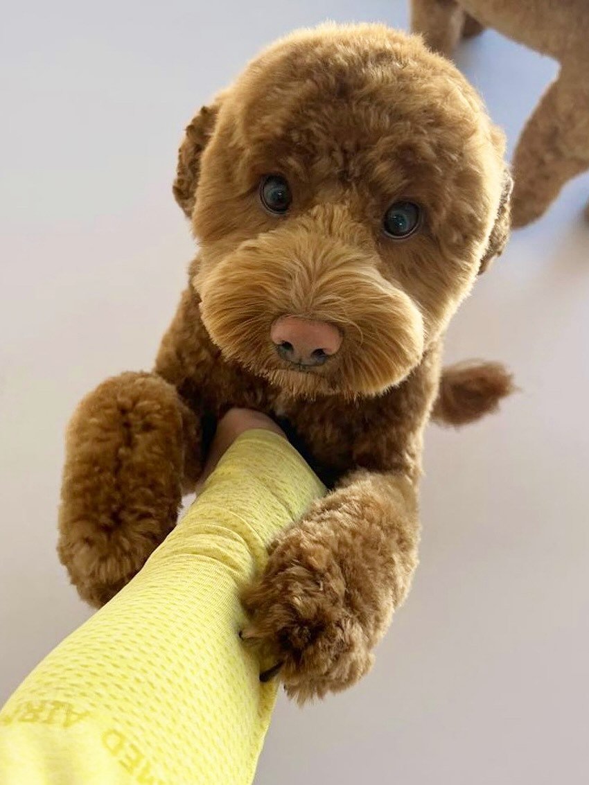 It&rsquo;s a doggie dog world