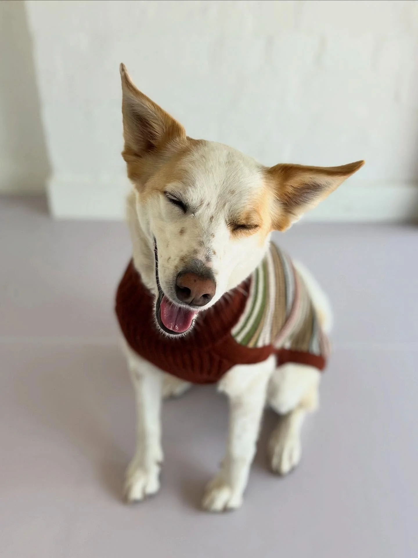 Photoshoot with Flo! A Flotoshoot if you will. She&rsquo;s modelling our range of Alpaca wool dog jumpers made by @alqo_wasi - all the way from Peru. While spring has sprung, we&rsquo;re still getting those frosty mornings in Canberra ❄️ 

Alpaca woo