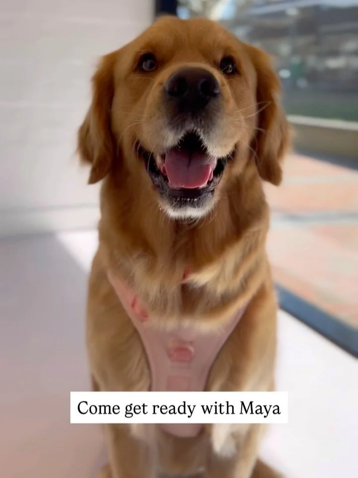 Get ready with Maya for a big day of tummy scratches and being a good girl 🥰

&bull; Double wash, conditioning treatment 
&bull; Big blow out and deshed 
&bull; Body trim 
&bull; Nail clip &amp; file
&bull; Spray of our new Swedish doggie fragrance 