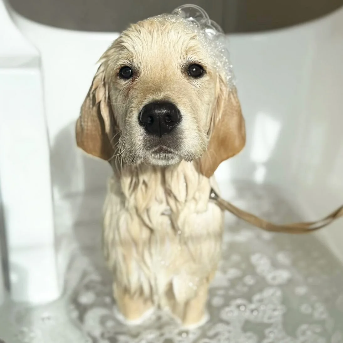 A few of the sweeties to grace the WOOOF salon recently 😇

#doggrooming #dogsofinstagram #cutedogs #canberra #dogsofcanberra #fyp #doggroomer