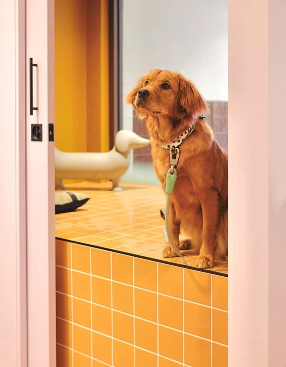 Remi sitting pretty after an Express Wash at WOOOF&rsquo;s @wunderlich.lane salon