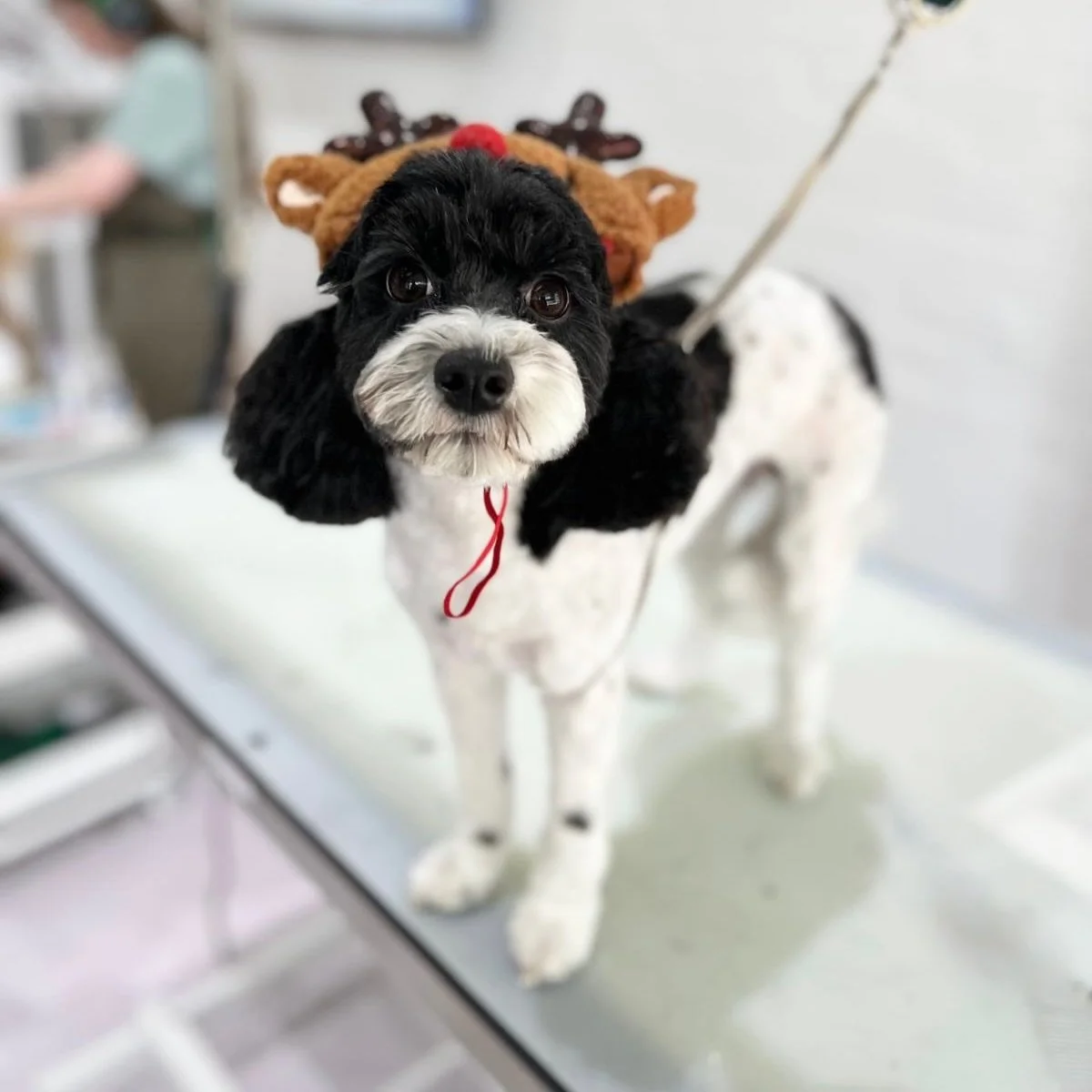 Getting dogs to stay still while wearing these outfits was a Christmas miracle ⭐️ A big Hairy Christmas from the team at WOOOF! We will be back on the tools on the 6th in both salons ❤️