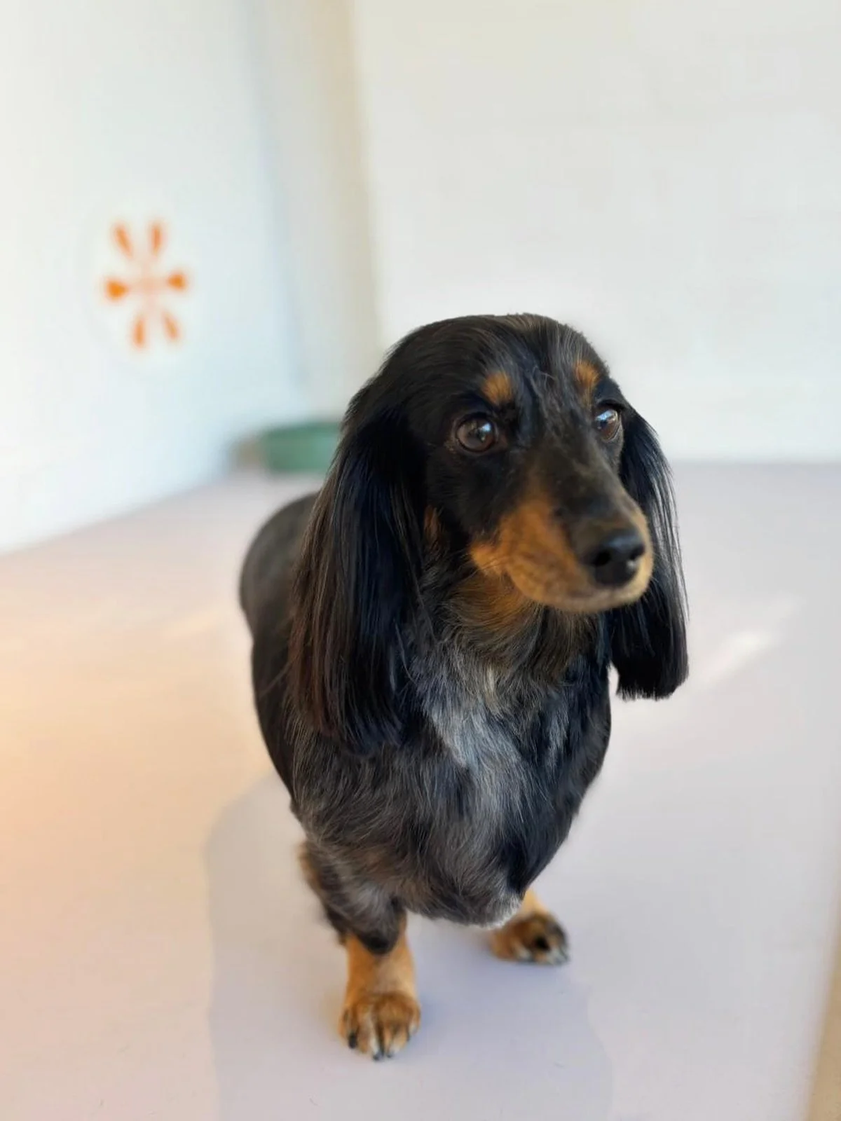 We&rsquo;re back this Tuesday! Can&rsquo;t wait to see our regular doggies again and welcome lots of new faces ❤️