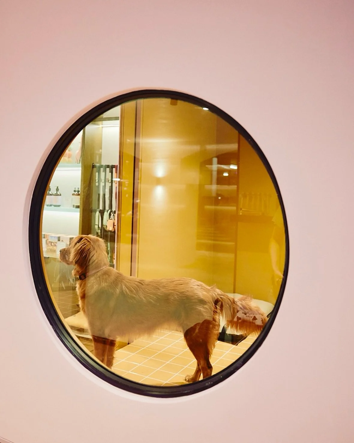 Puppy window 🥰 @wunderlich.lane