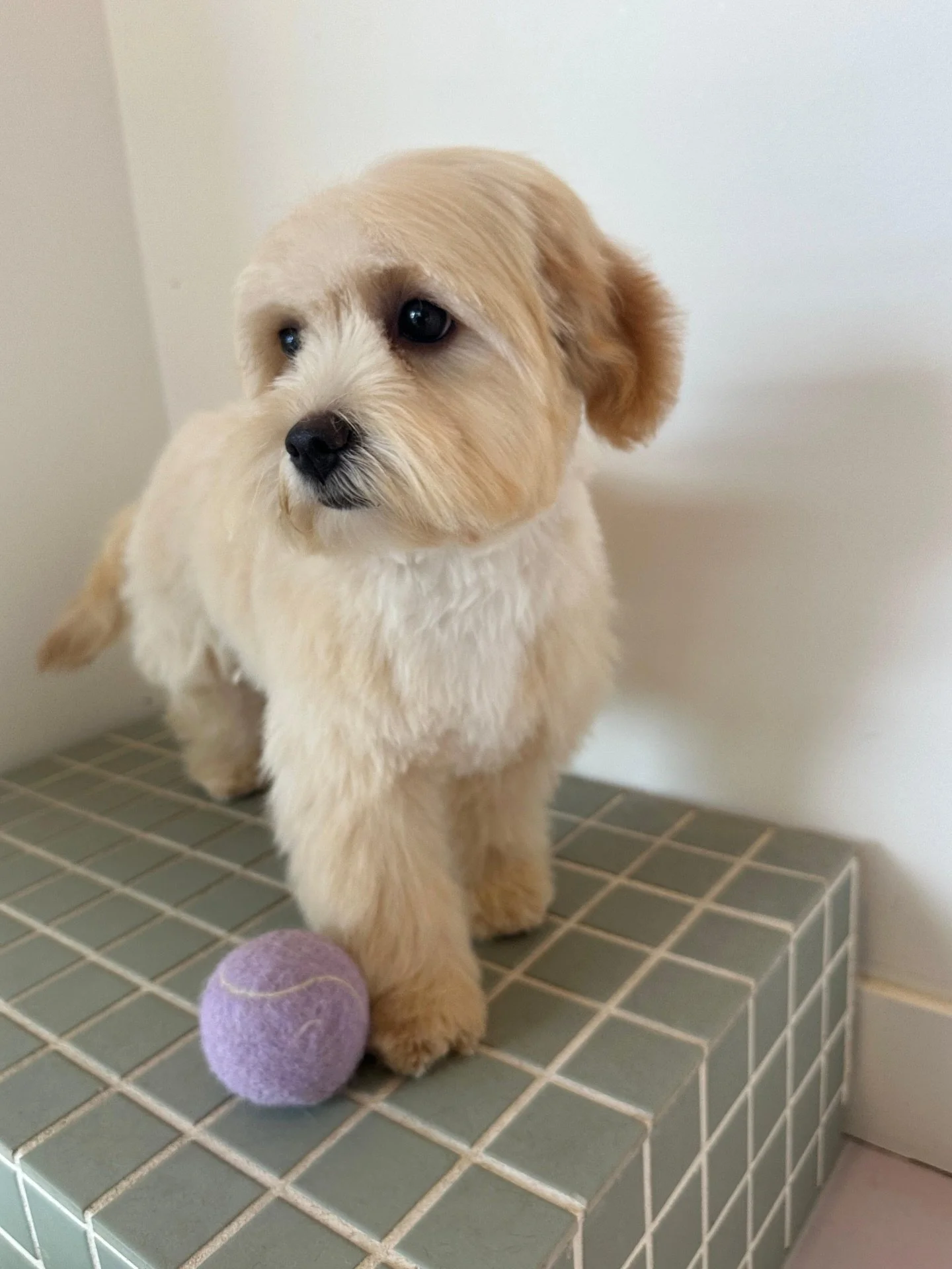 Puppy photo dump 🐶 some recent cuties from Canberra &amp; Sydney