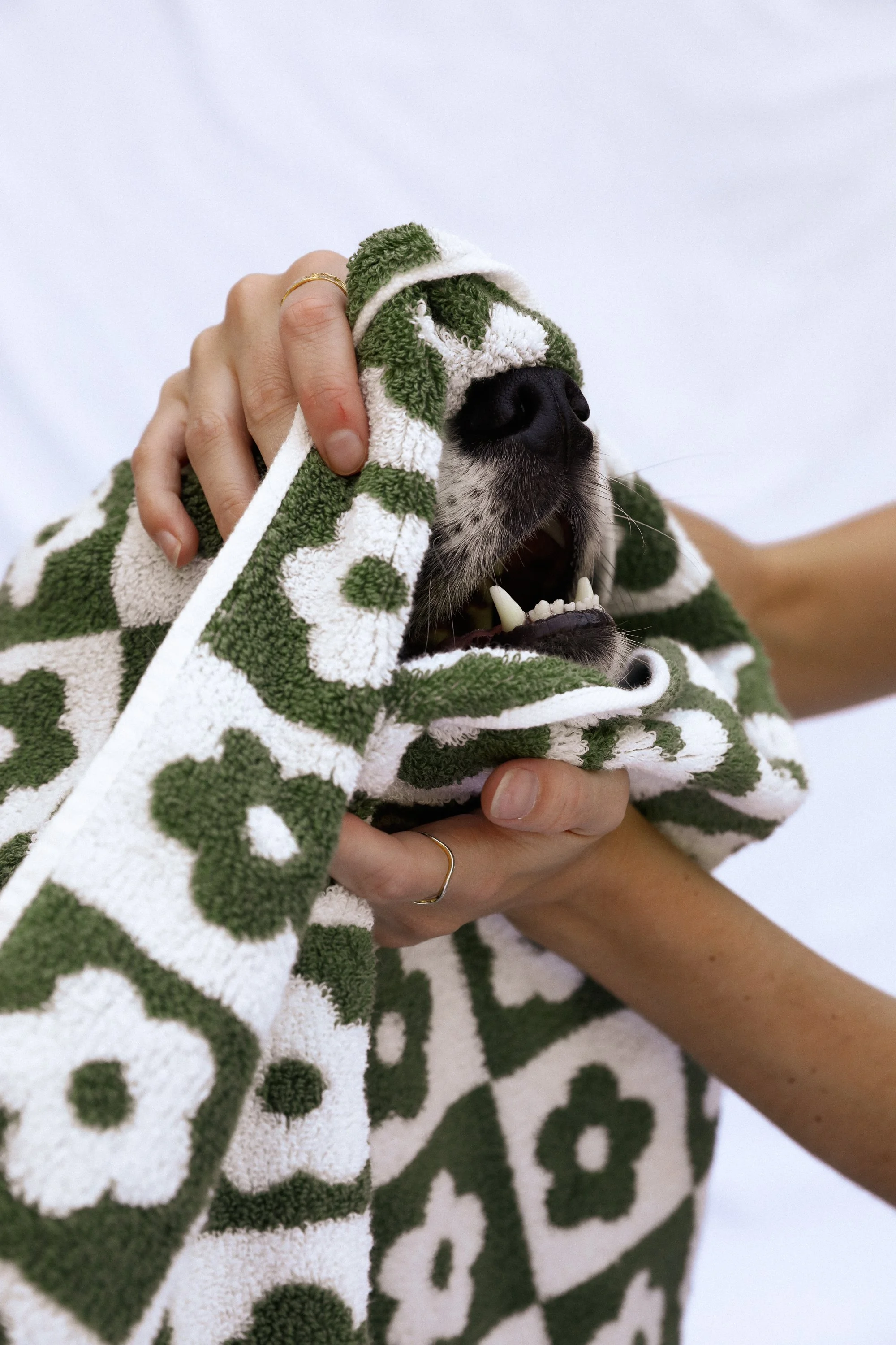 Best practice drying methods for dog grooming