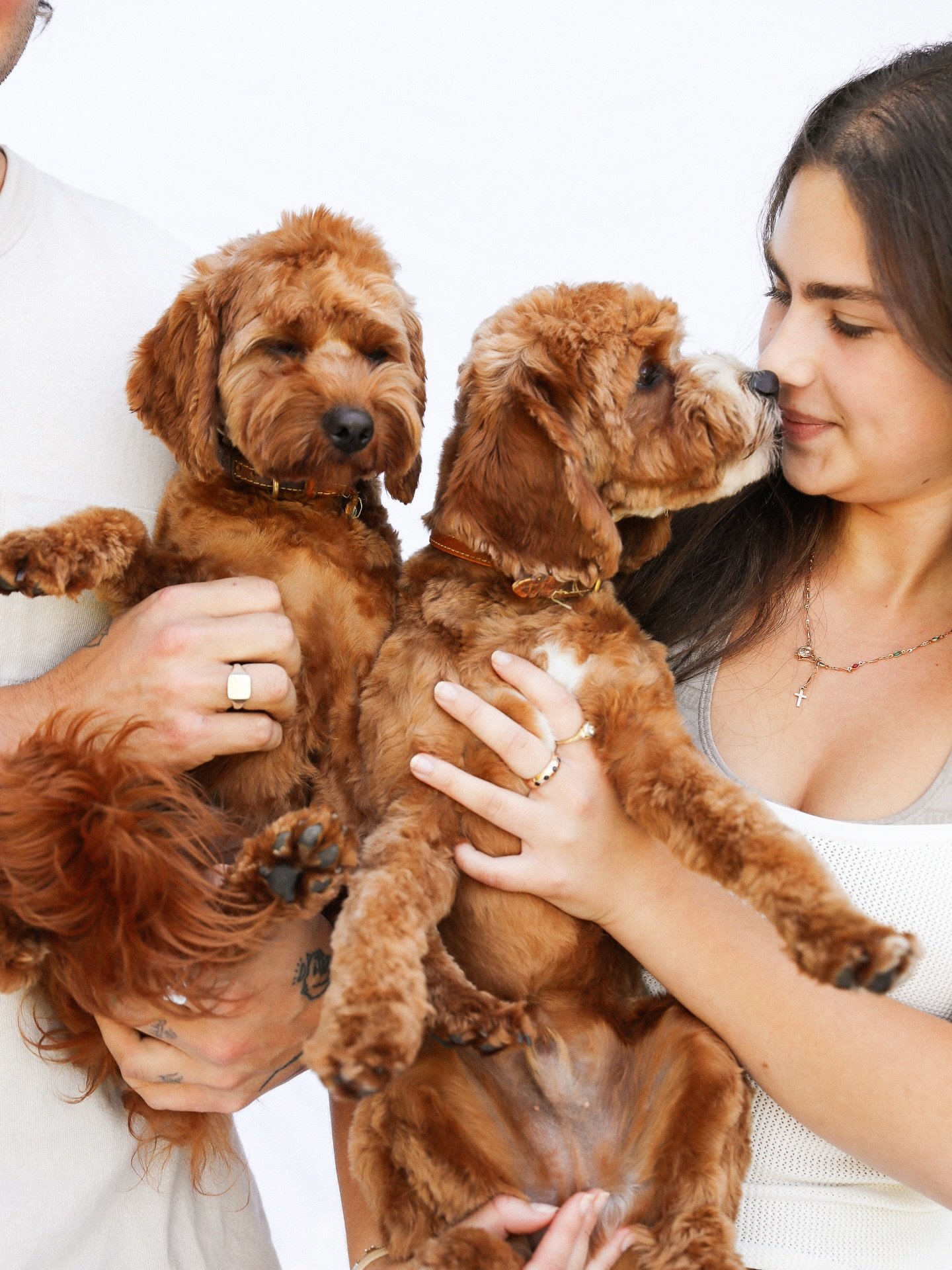 Breed Spotlight: Cavoodles! ✨

Cavoodles are one of the cross breeds we see most at WOOOF and one of Australia&rsquo;s favourites! And for a reason - these lil fried chickens are cute, clever, and full of personality, and make incredible companions. 