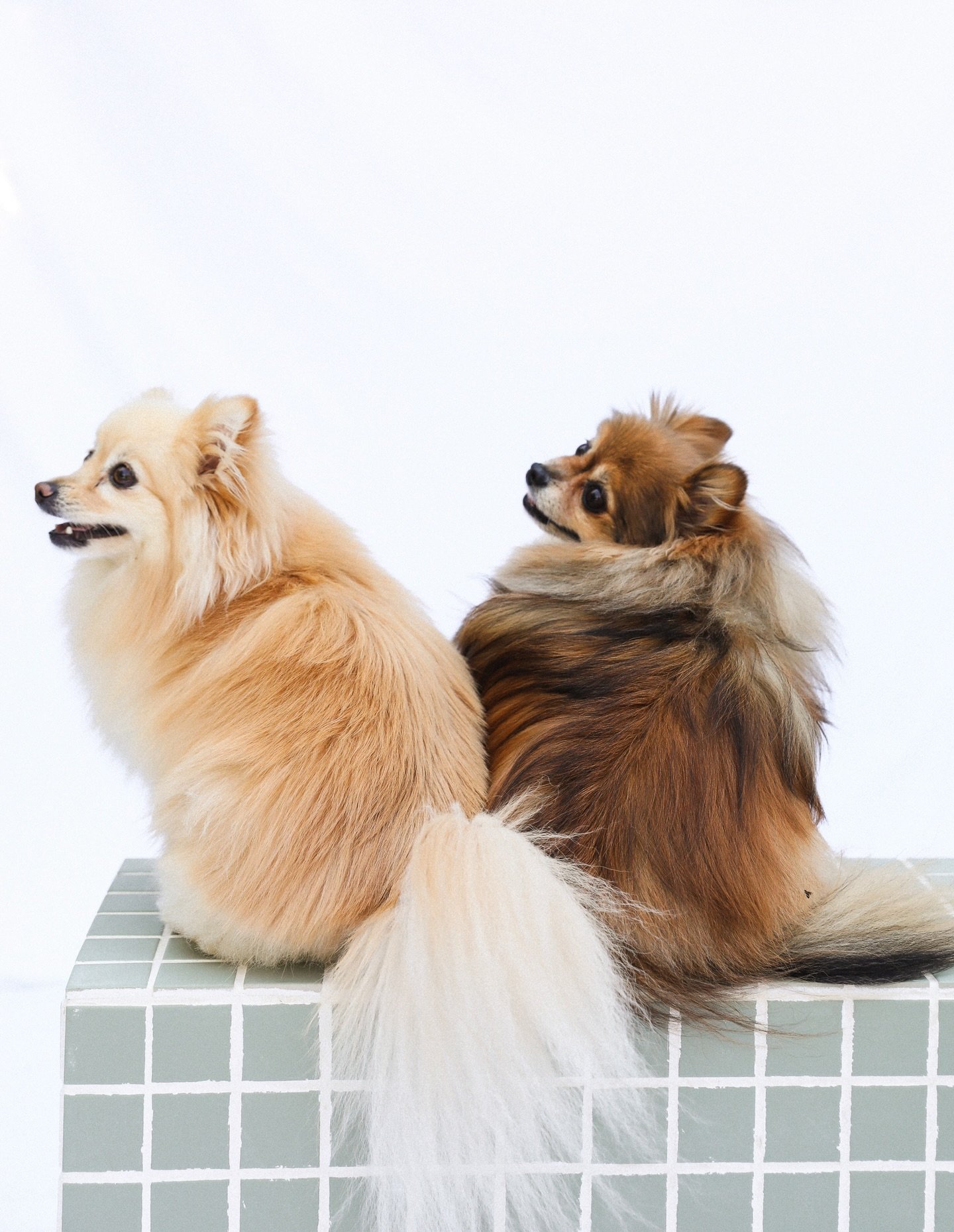 Happy Valentine&rsquo;s Day dog loverssss ❤️ here are some of our sweetest doggie duos and cuddles with the team ❤️ #puppylove