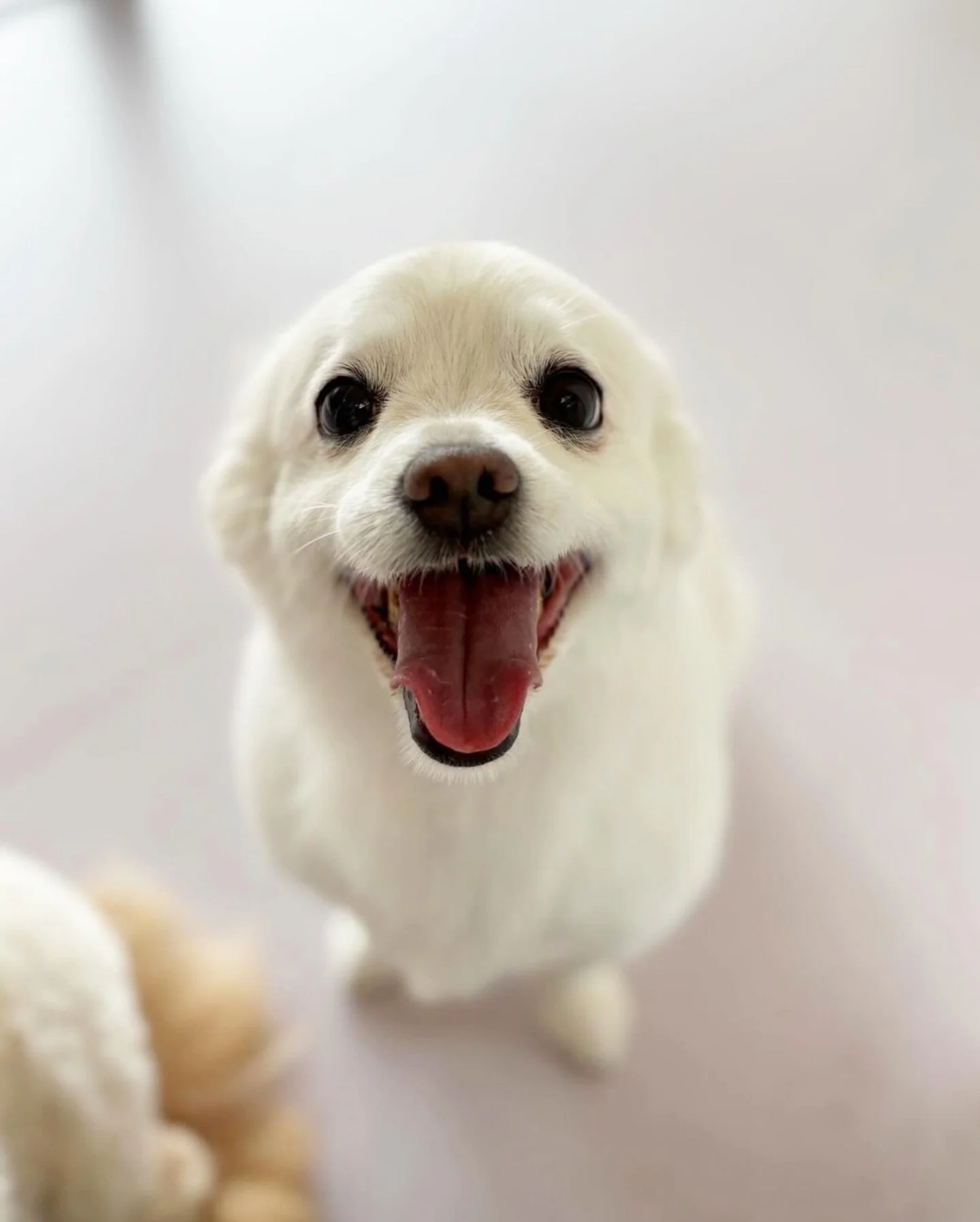 Happy Monday! ⭐️ Which dog are you today? I&rsquo;m 4, don&rsquo;t ask me why