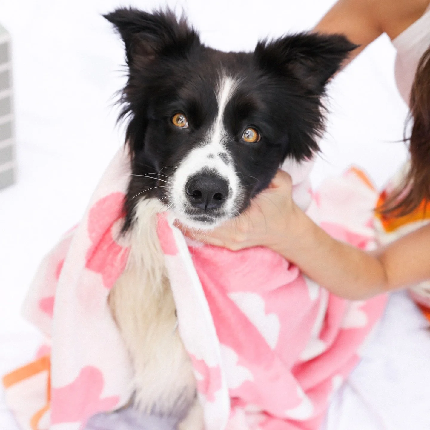 Who needs a bath?! We&rsquo;ve had some last min cancellations for tomorrow (Thursday). DM us or call 02 6169 6116 to grab a spot 💛

#bordercollie #dogsofinstagram #puppylove