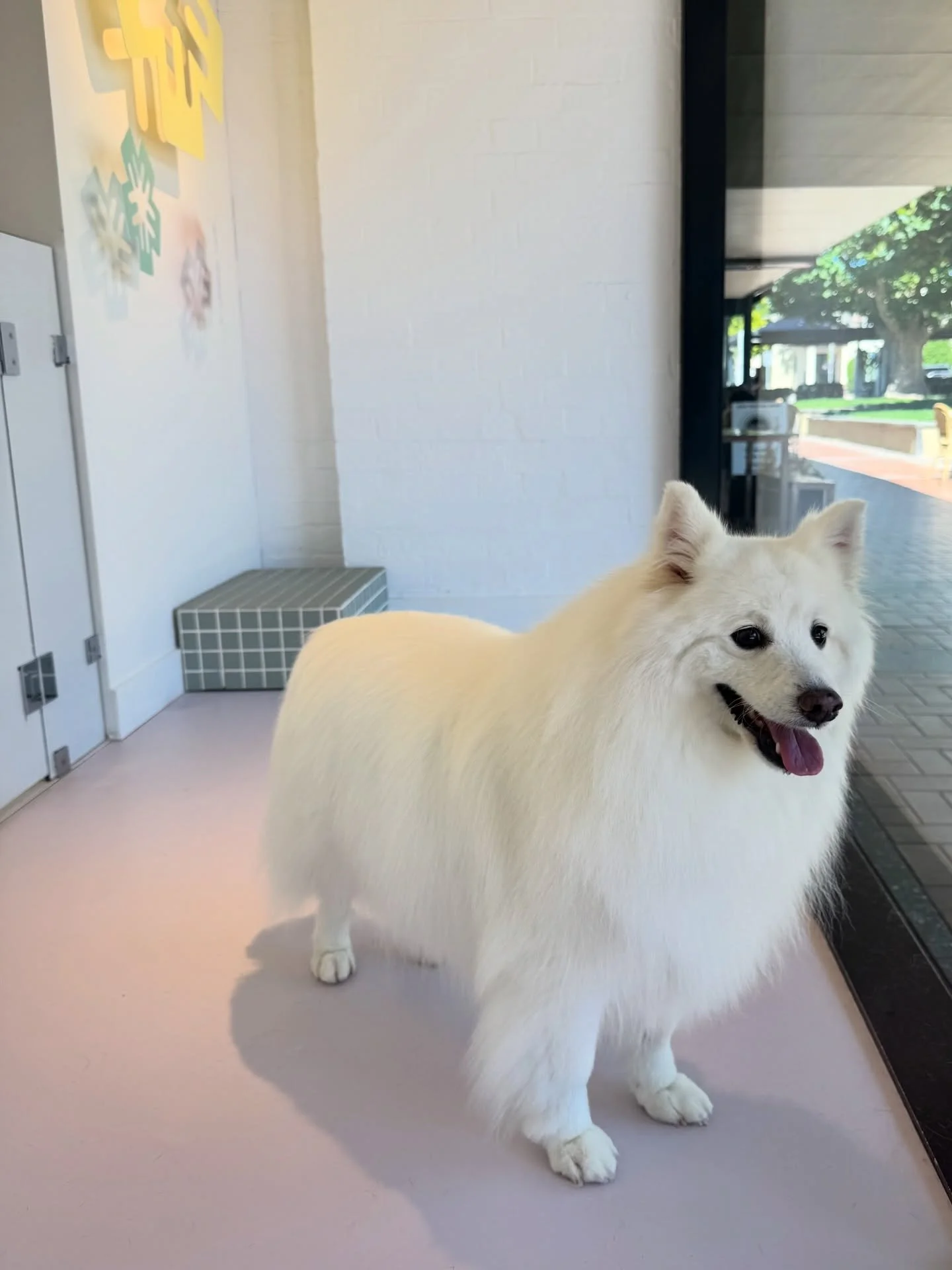 WE ❤️ DOGS

#dogsofinstagram #sydney #canberra #doggroomer