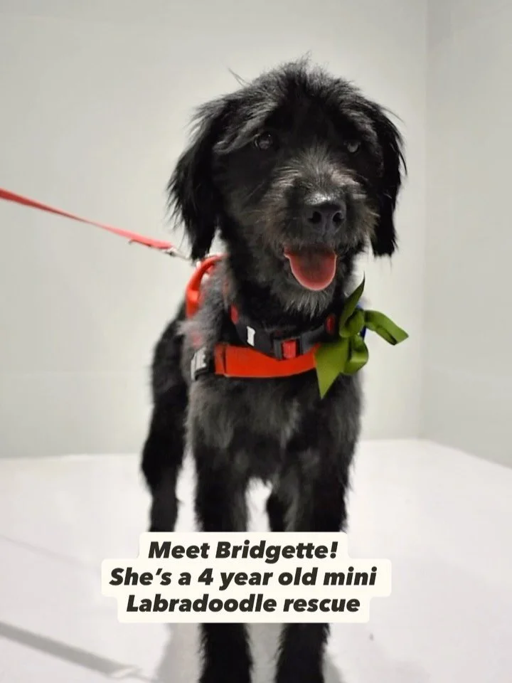 Little Bridgette&rsquo;s makeover! Thanks for sending her our way @northshore.dogrescue 🥰❤️