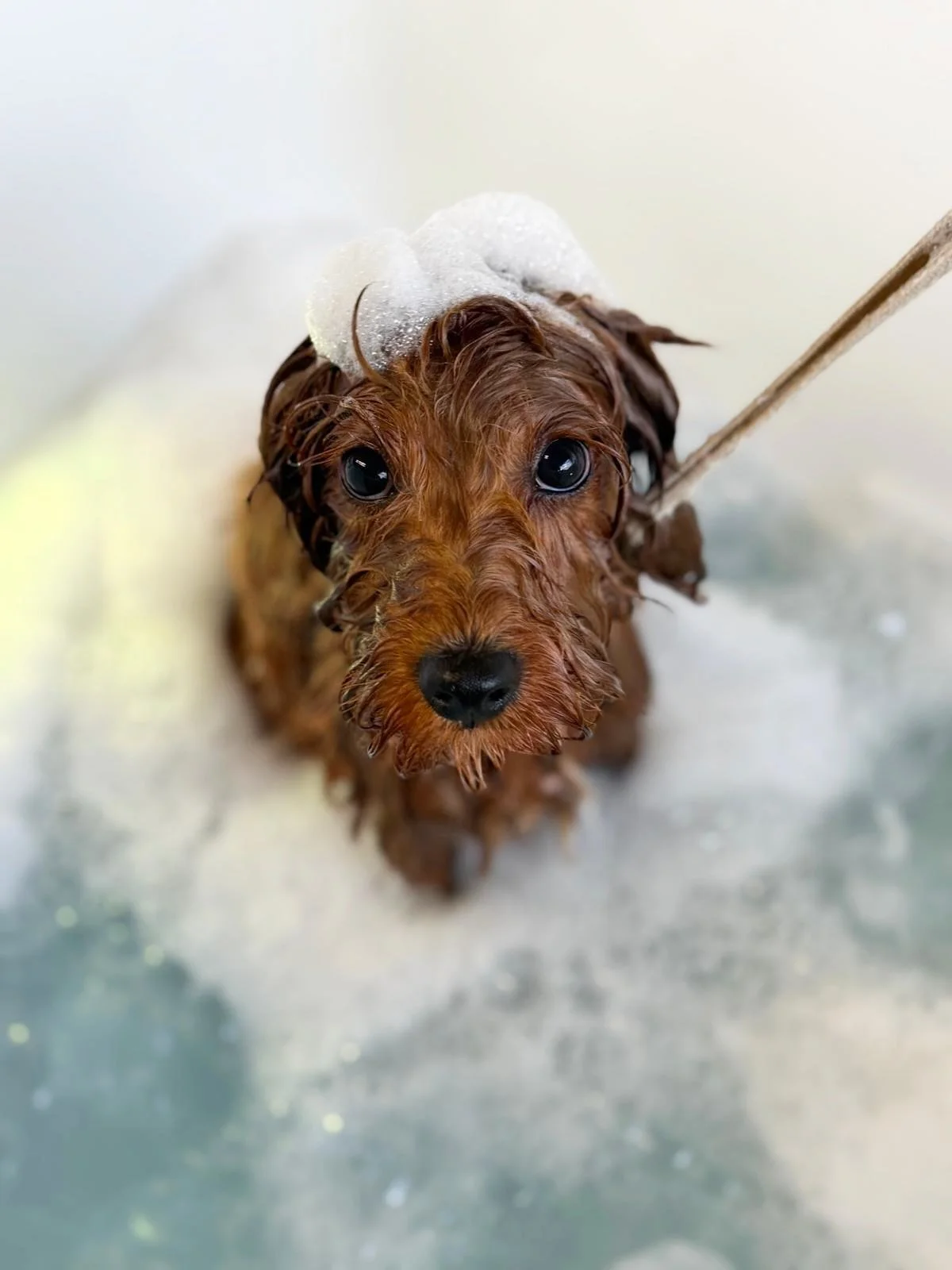 The Happy Puppy Club! Check out our recent gorgeous puppies and esteemed graduates 🎓 This is a program designed to set your puppy up for a lifetime of positive grooming experiences.

What&rsquo;s involved:

&bull; a one-on-one experience with a pupp