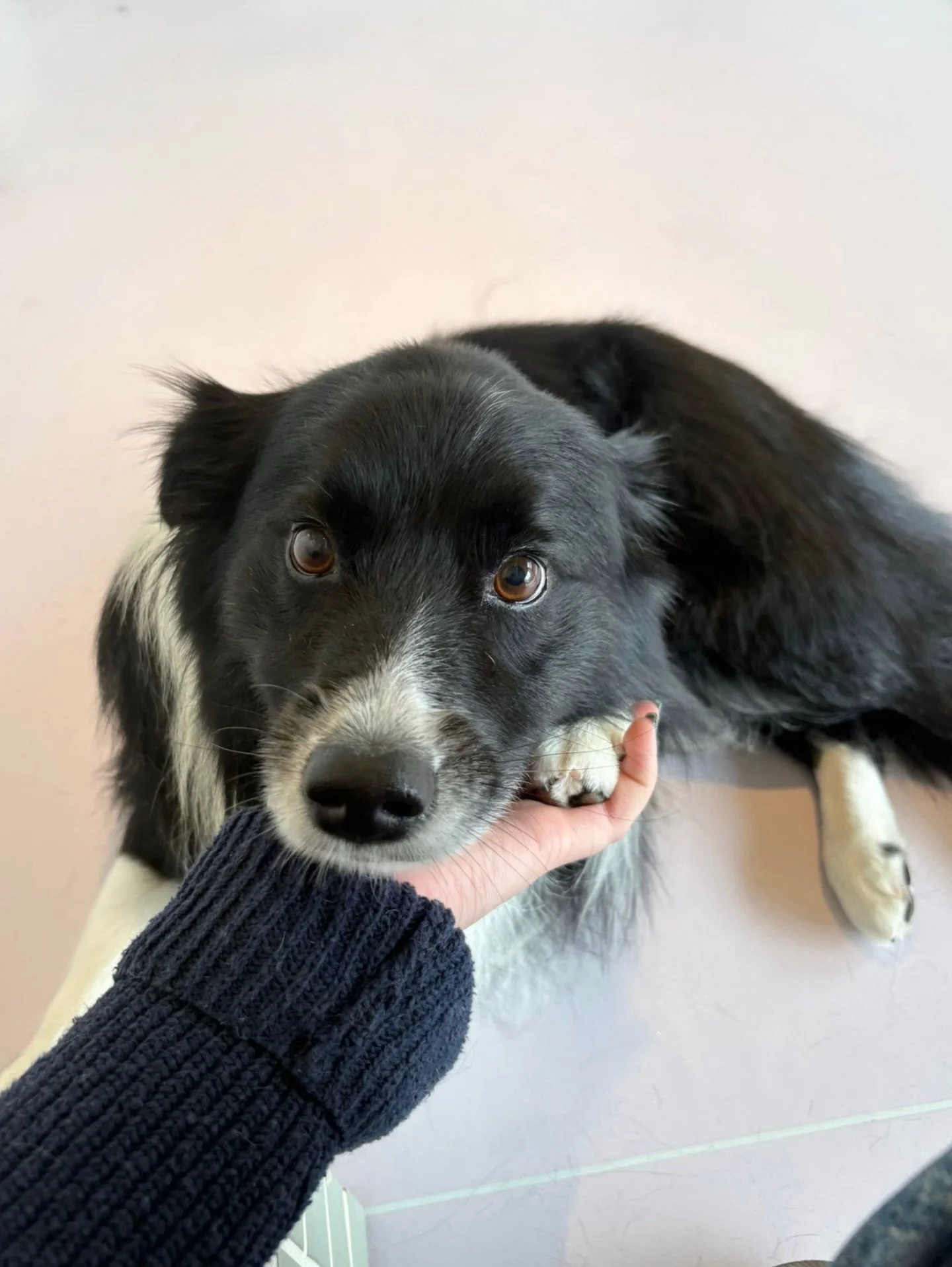 Doggies of all shapes and sizes ❤️