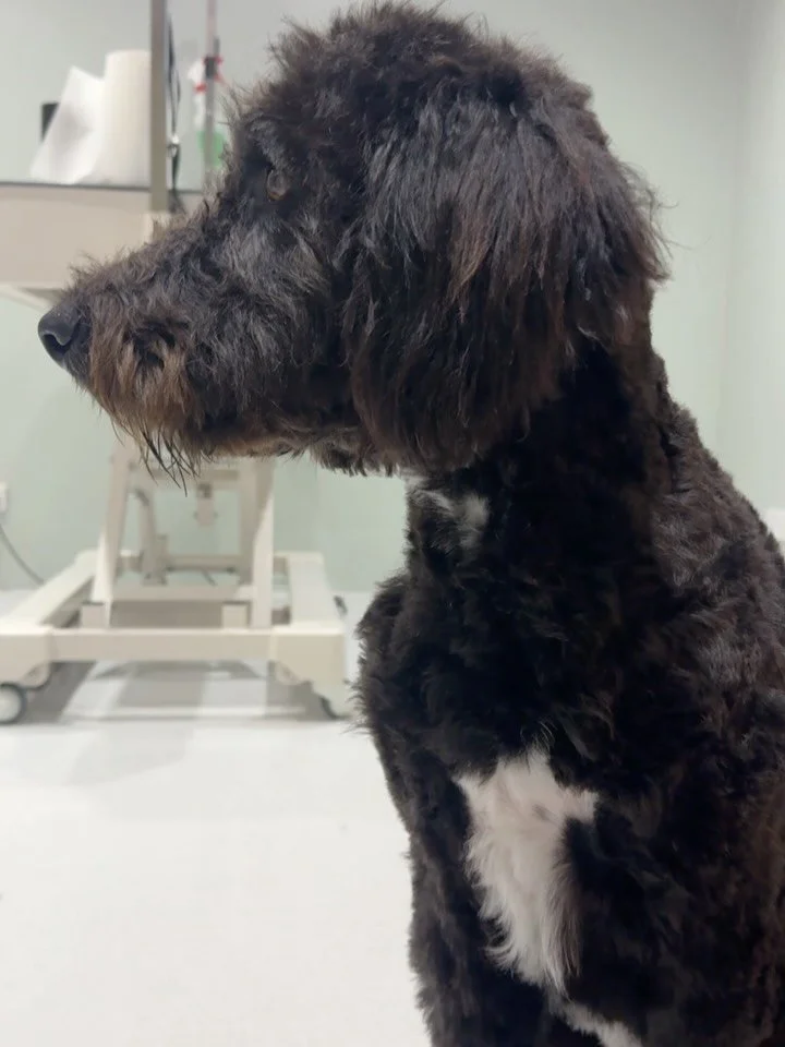 Slowly introducing Otis to the world of grooming after living outside on a farm his whole life! He&rsquo;s a 10 month old Bordoodle rescue with @northshore.dogrescue 

His foster carers said he seemed like he&rsquo;d never been inside before because 