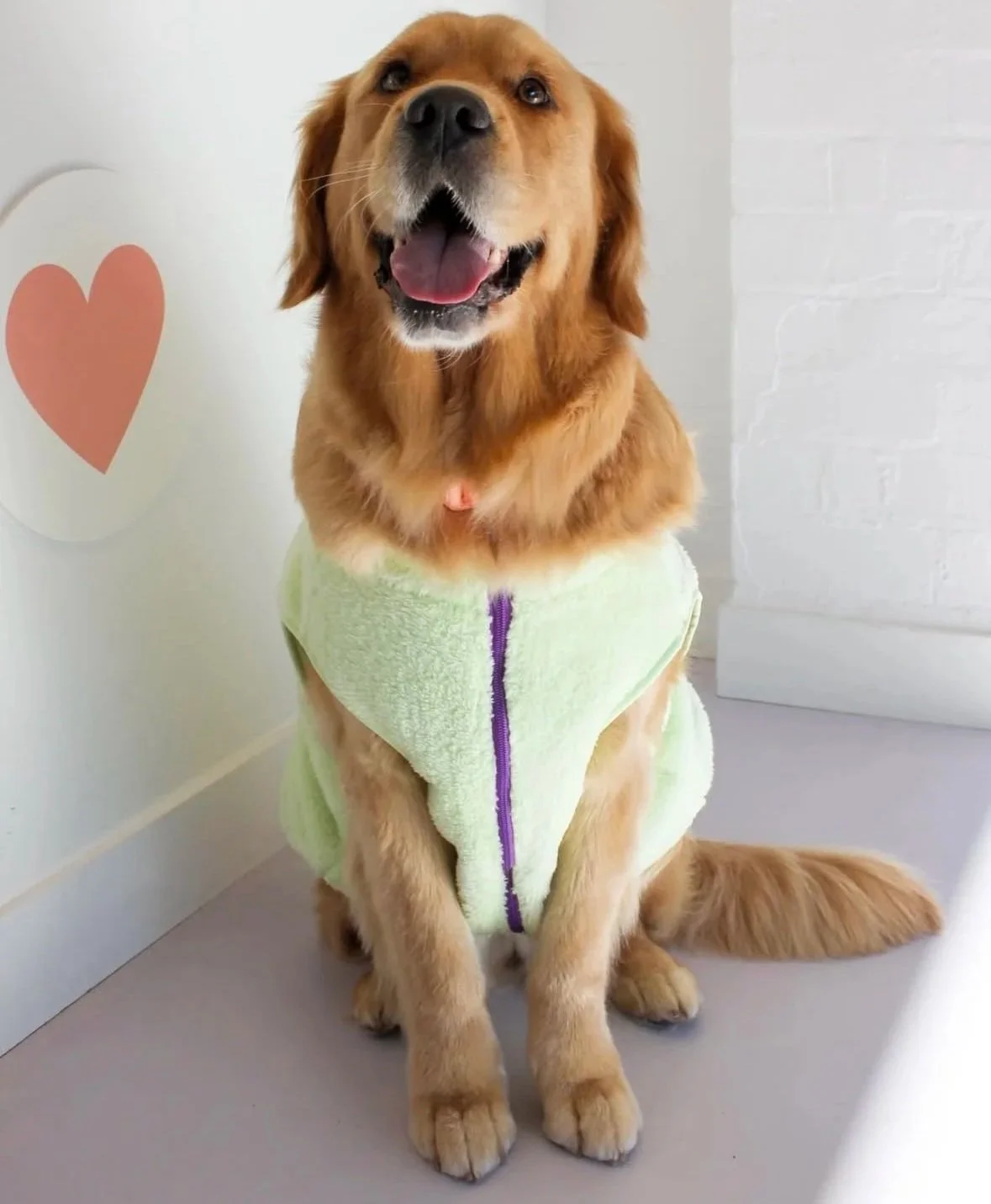 How Often Should You Groom a Golden Retriever?