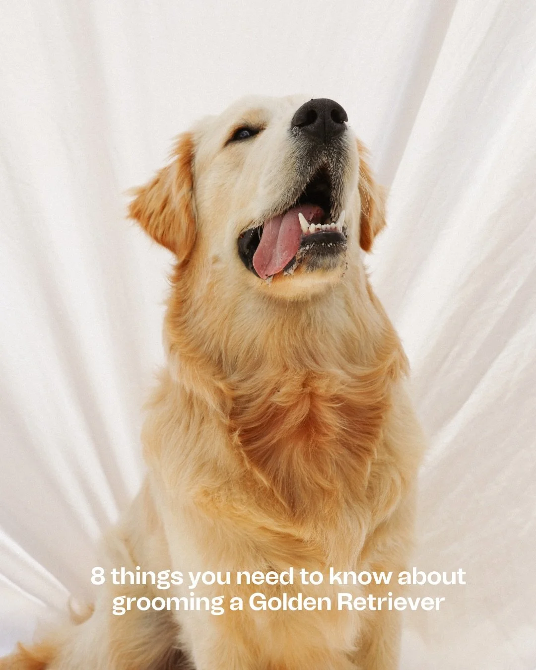 If you&rsquo;re thinking about getting a Golden Retriever, here are 8 things to know about how to maintain their beautiful coat 💛 

Goldens are some of our favourite dogs to work with, they&rsquo;re endlessly cheerful, ridiculously loveable, and alw