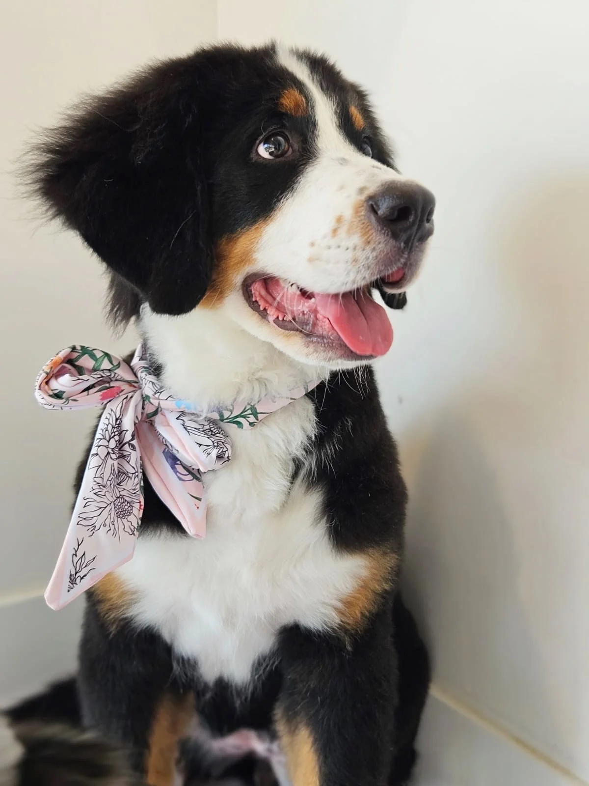 Breed Spotlight: Bernese Mountain Dogs! ❤️&zwj;🔥

These big, beautiful, gentle giants are absolute sweethearts. Originally bred in the Swiss Alps as farm dogs, Berners are loyal, calm, affectionate, and great with the kiddos. 

✂️ GROOMING

&bull; T