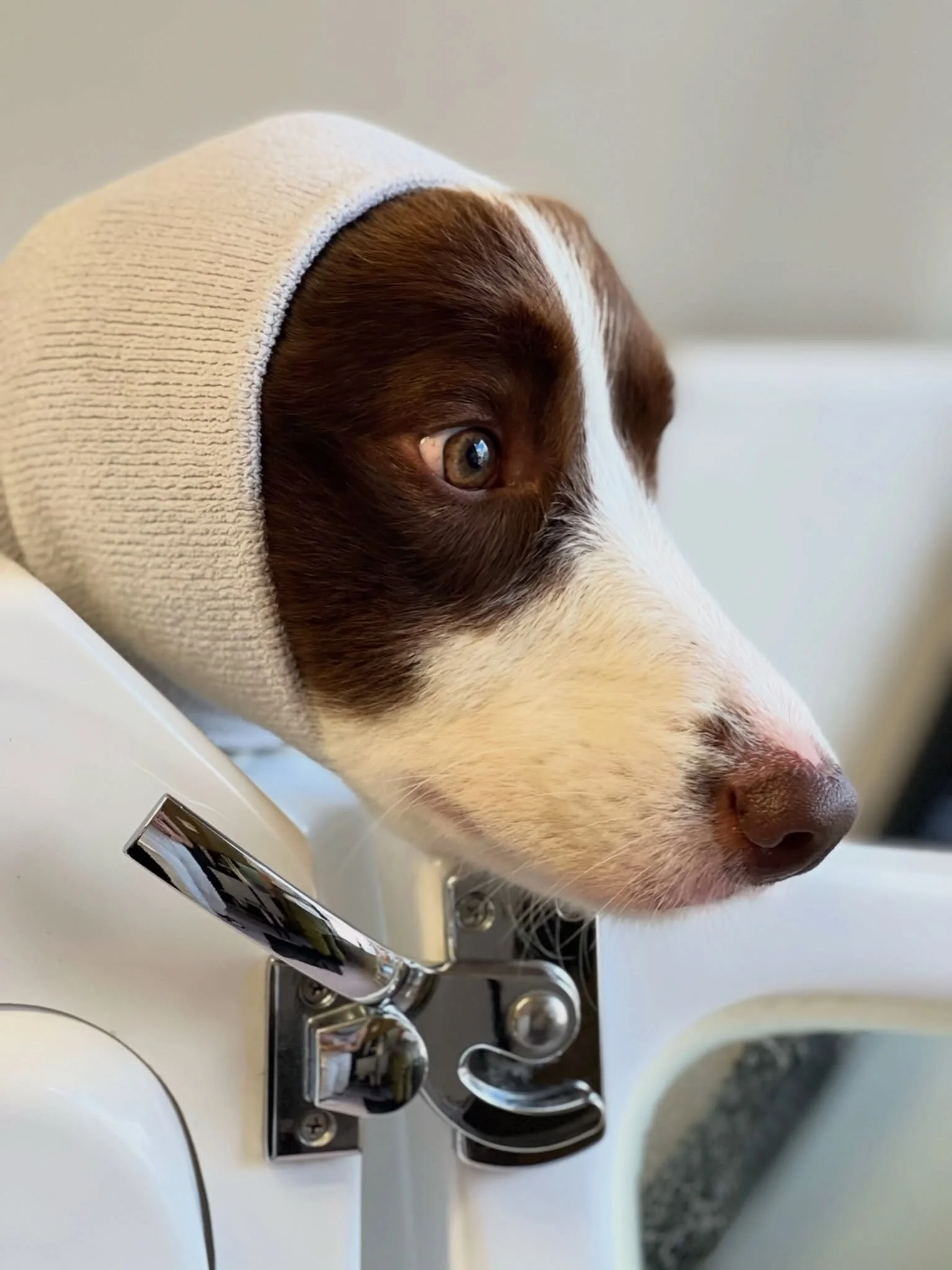 Dogs in snoods will never get old 🥰 they block out the noise of the dryers and keep the dogs calm but they also just look SO CUTE ❤️