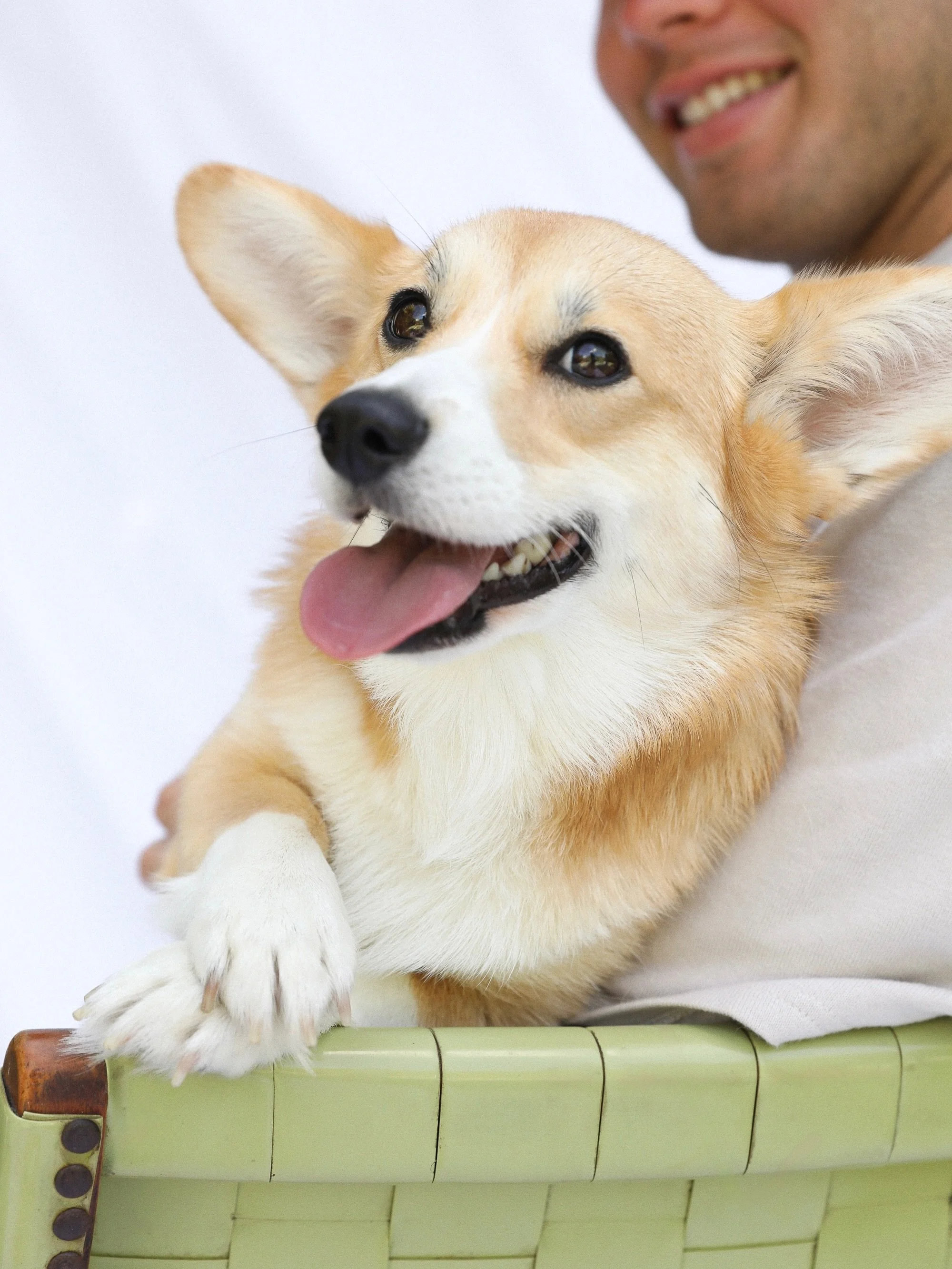 Breed spotlight: Corgis! 💛 Short, sweet, smart &amp; sassy. Here are 5 Corgi facts for you: 

1. There are two distinct breeds - the Pembroke and the Cardigan Welsh Corgi. The Cardigan is older, with a long tail, larger ears, and a heavier build. Th
