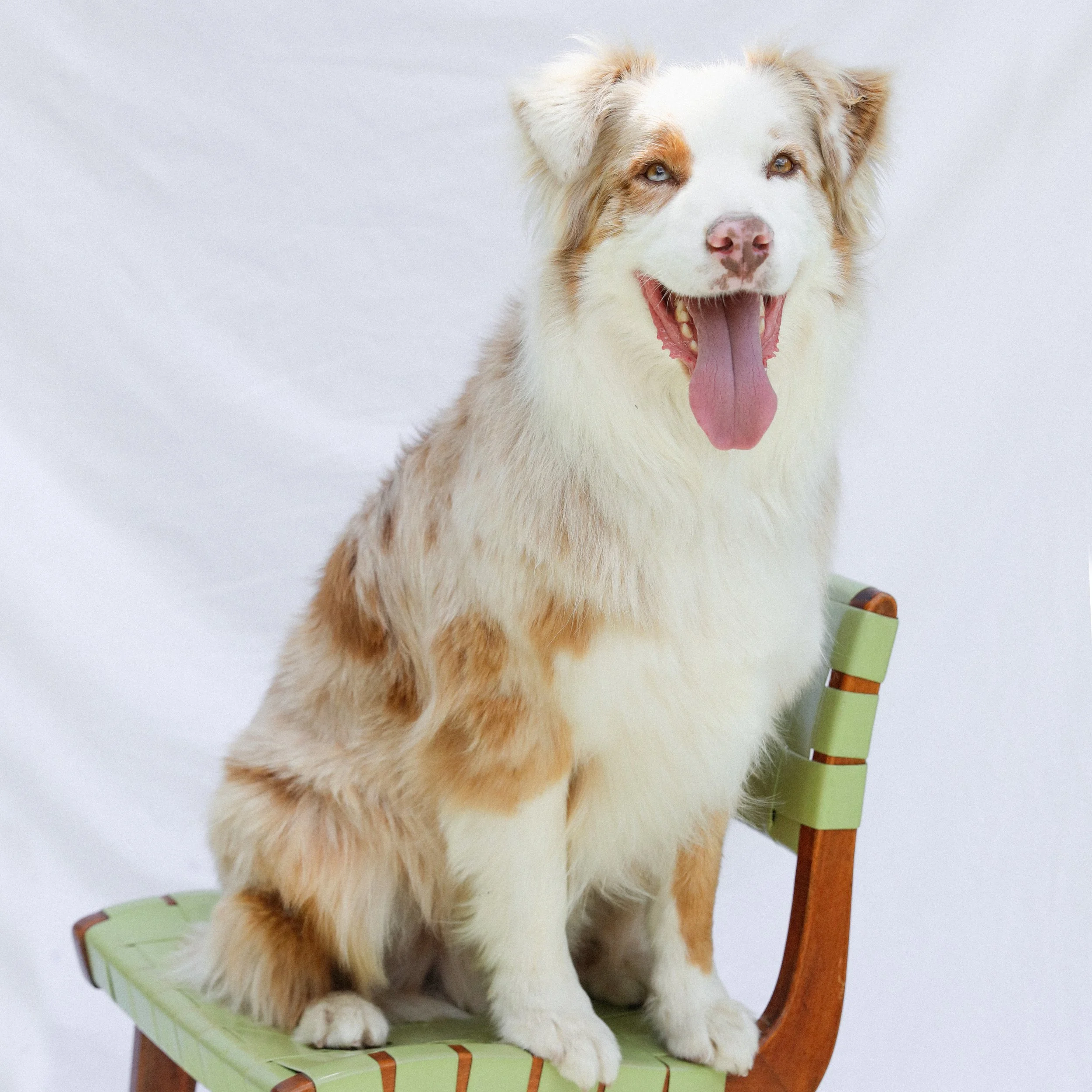 Autumn grooming checklist: prepping your dog’s coat for changing weather