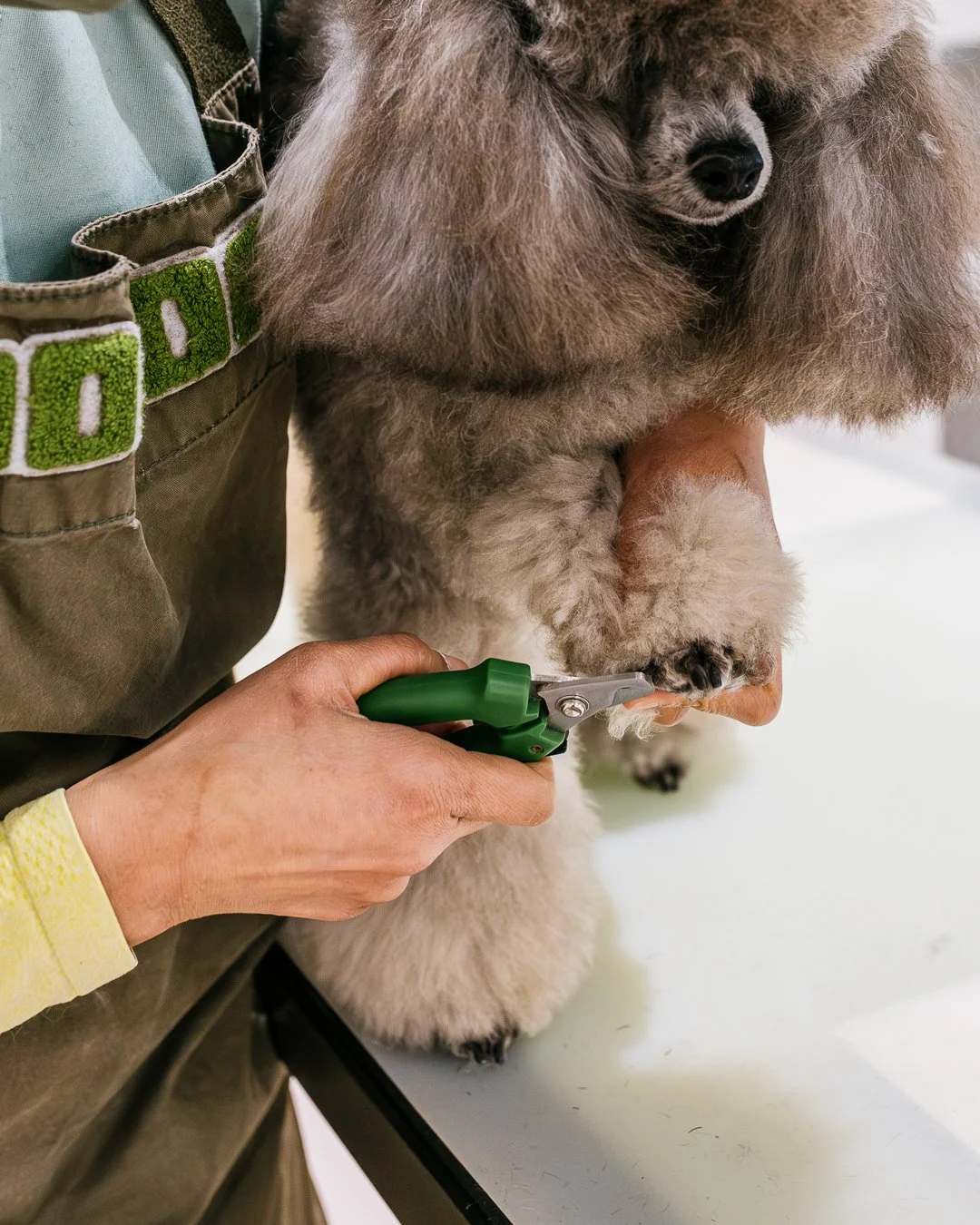 Top 5 signs your dog needs a professional groomer ASAP