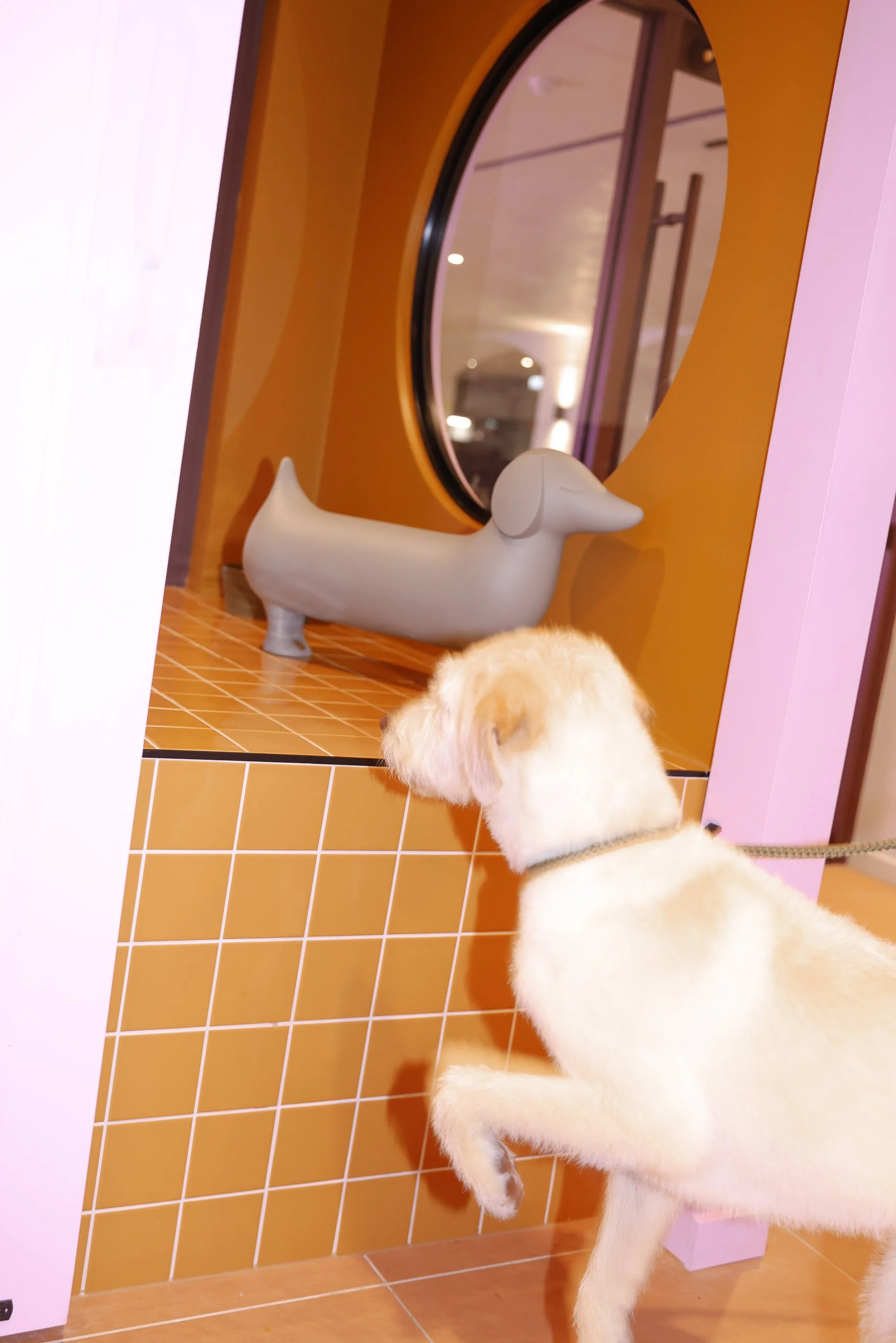 What coat type does your dog have? How to know.