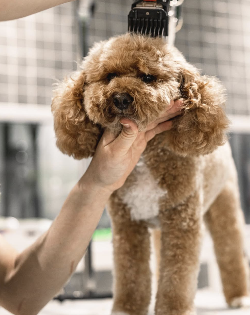 Does keeping your dog's coat long actually keep them warmer in winter?