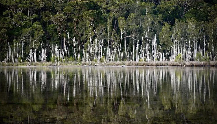 Reflections available in framed print $440 or Print only A2 $150 