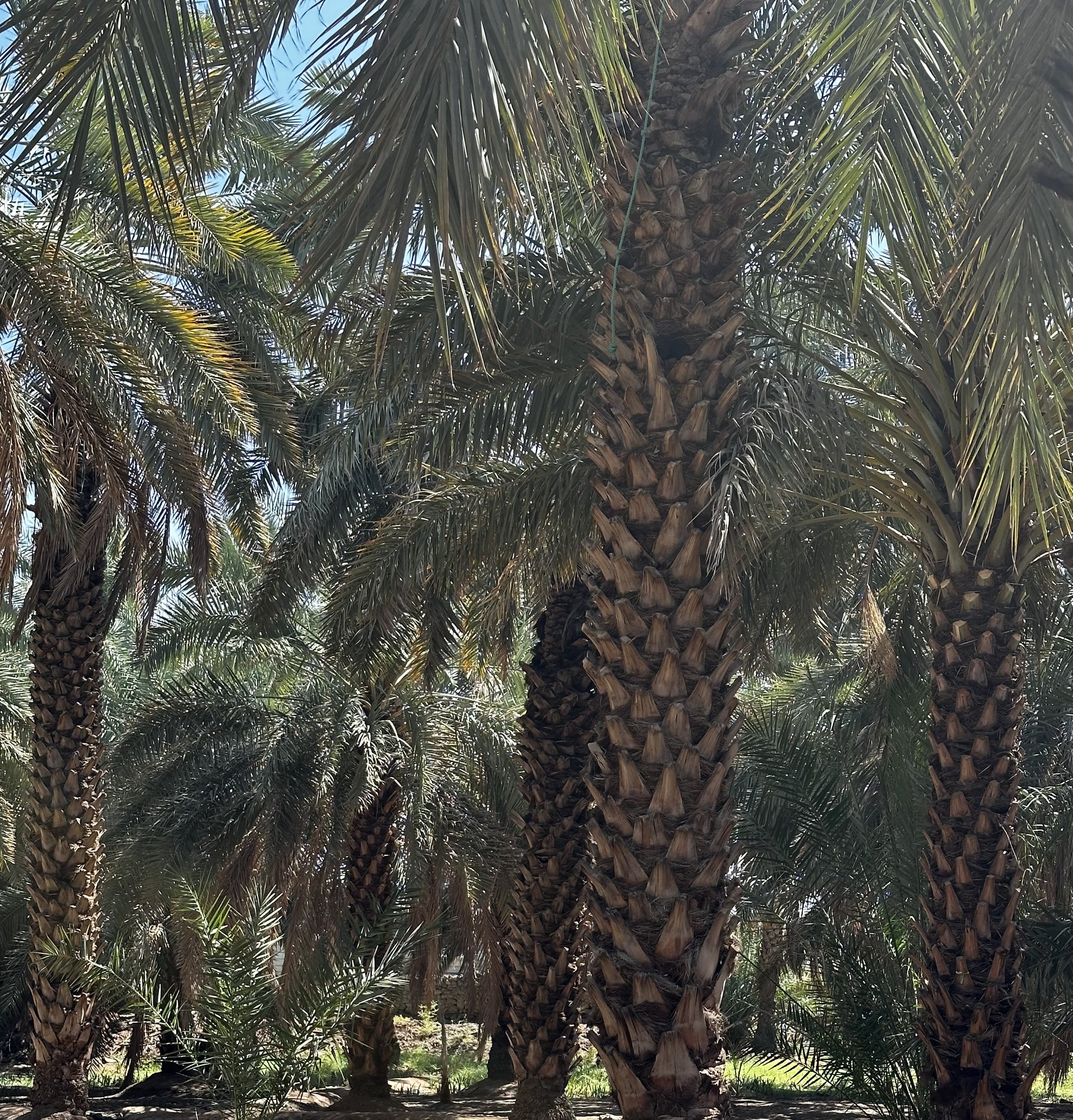 Gardens of Salman Farsi