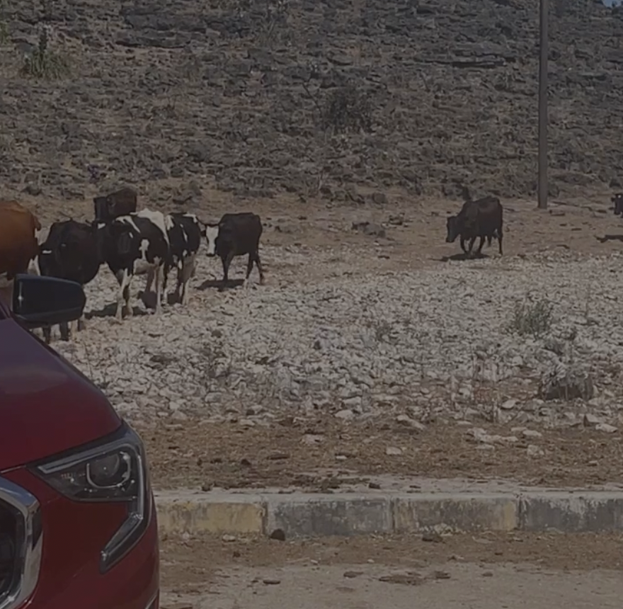 a bunch of cows making their way to the water station 