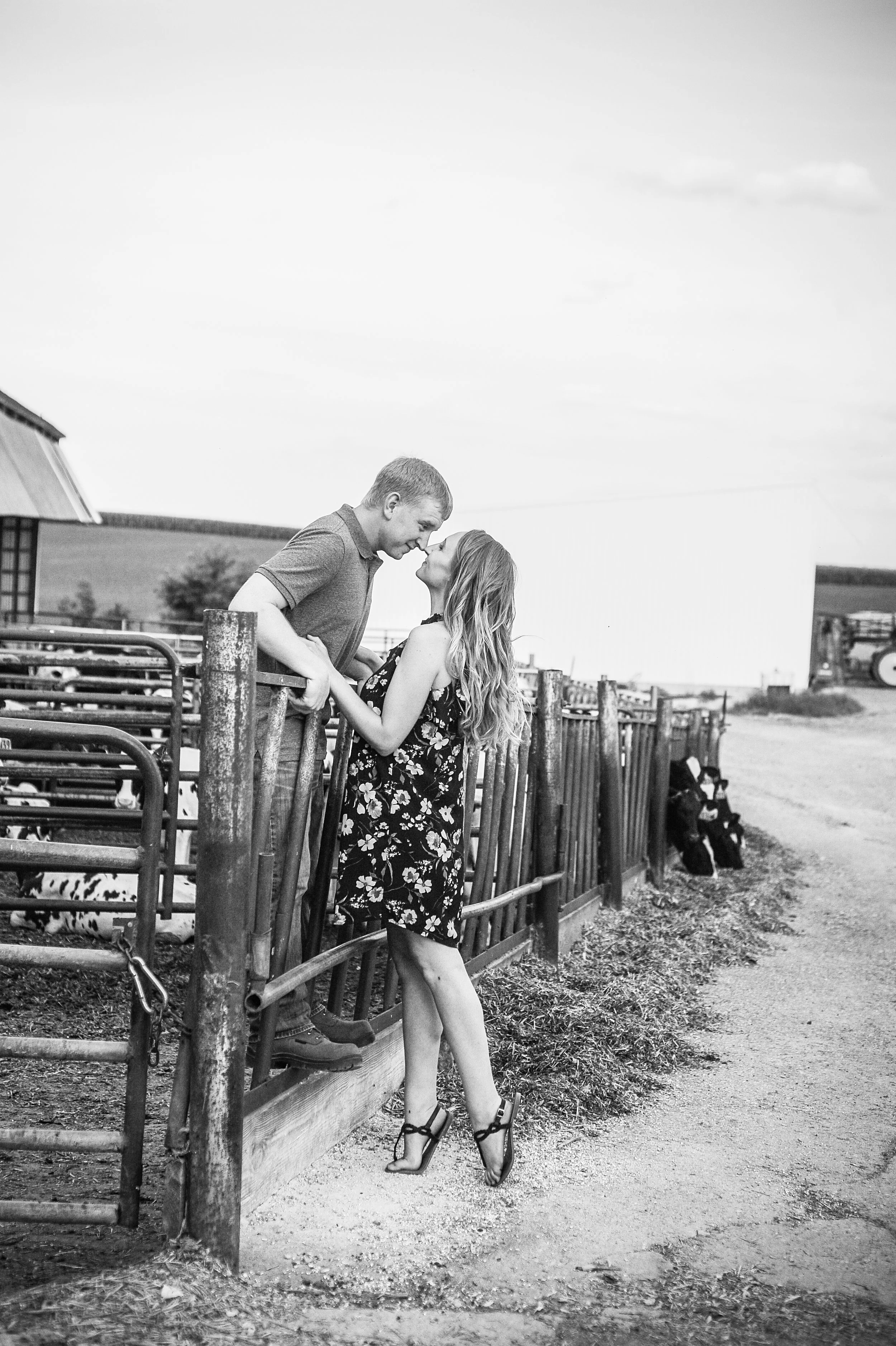 A black and white photo of a young couple at a farm or petting zoo, with the man leaning over a metal gate and the woman standing below, holding hands and gazing at each other, with a row of cows in the background.