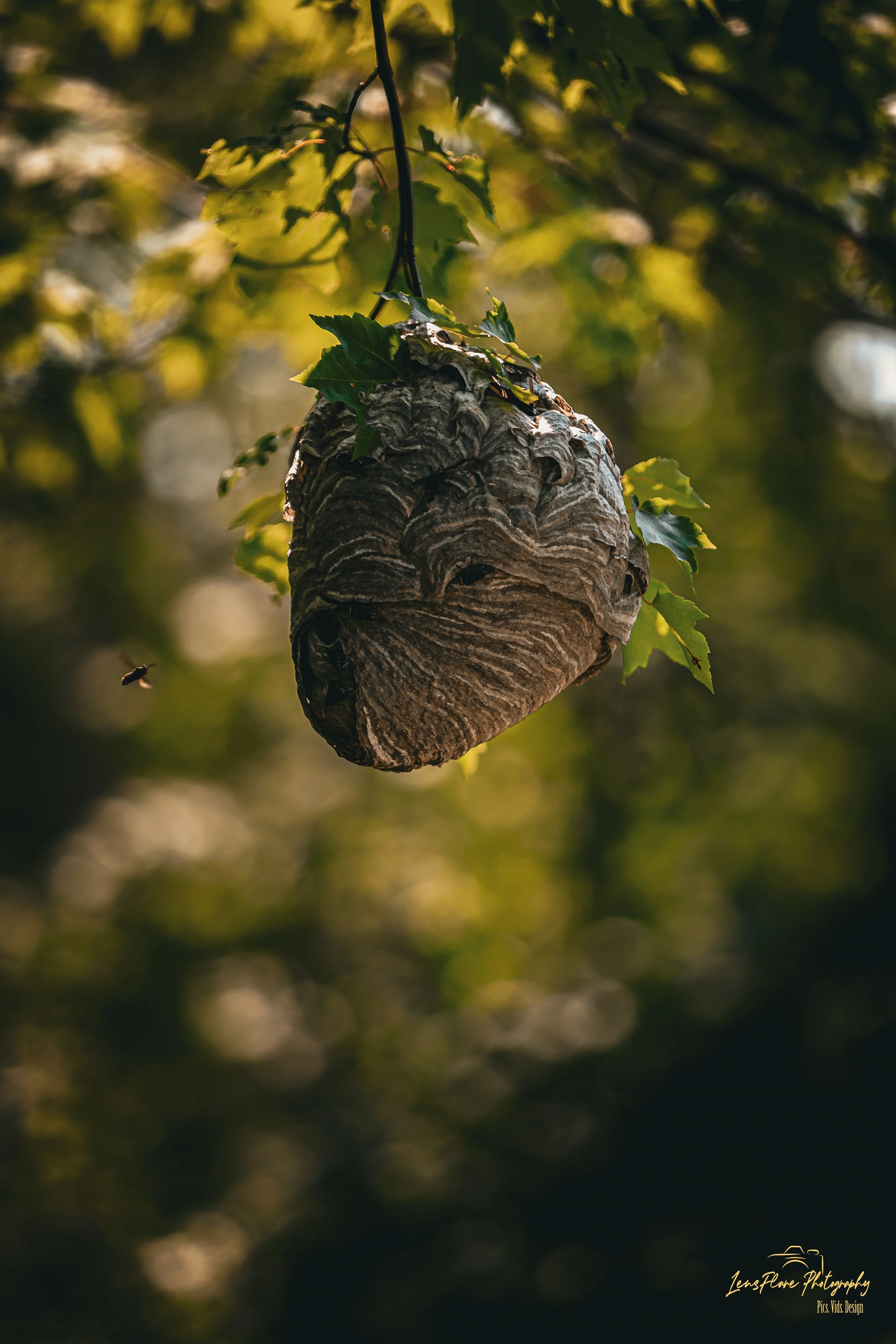 A close-up of a large wasp nest hanging from a tree branch amidst green leaves, with a blurred background of tree foliage and sunlight.