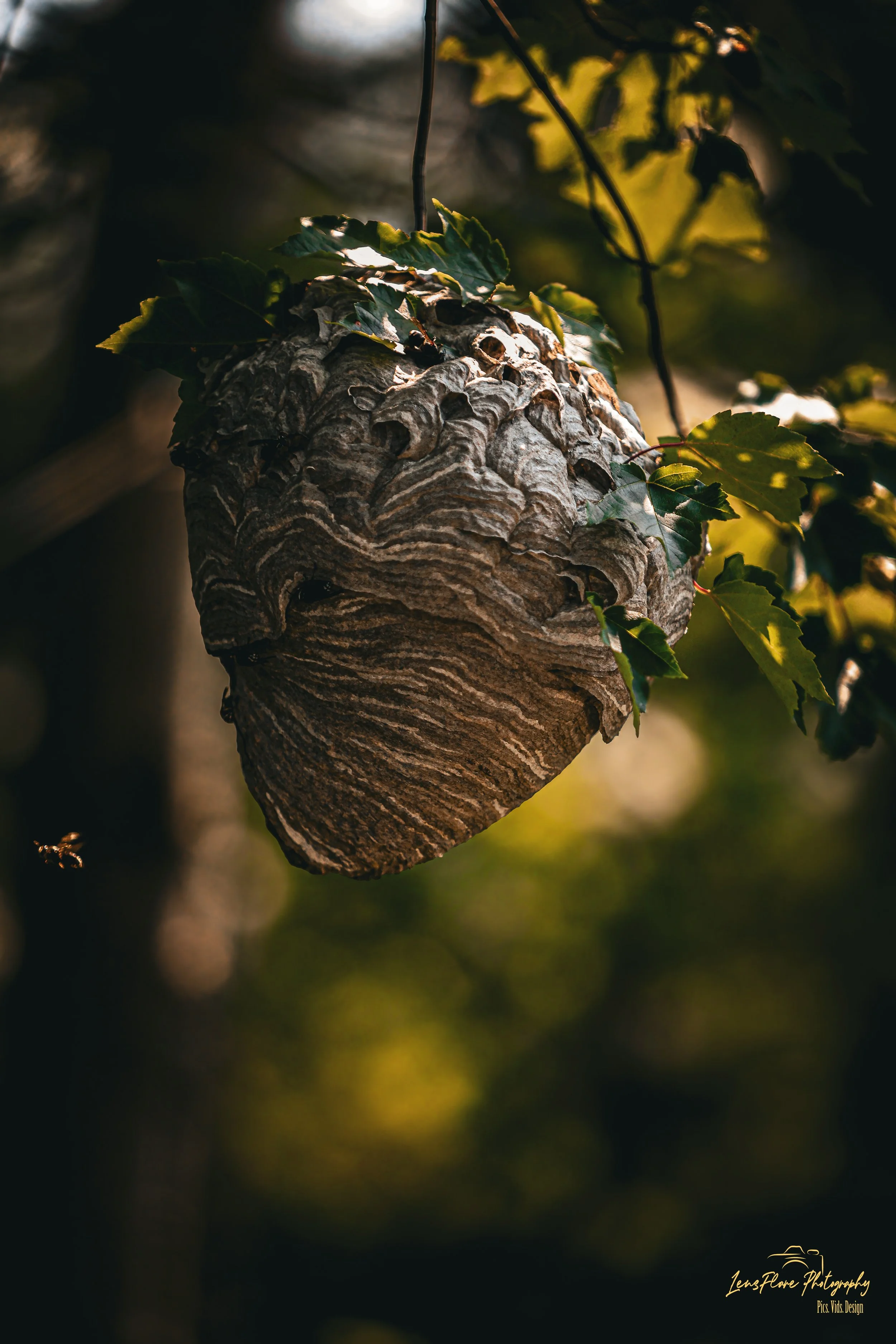 A large wasp or hornet nest hanging from a tree branch, surrounded by green leaves, in natural outdoor lighting.