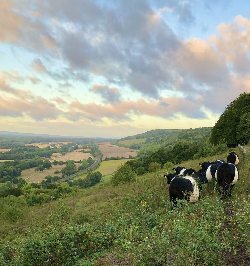 The Farm — Manor Farm Surrey