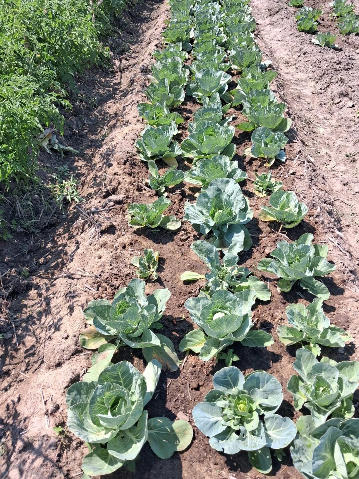 Bandua Farm August 26.JPG