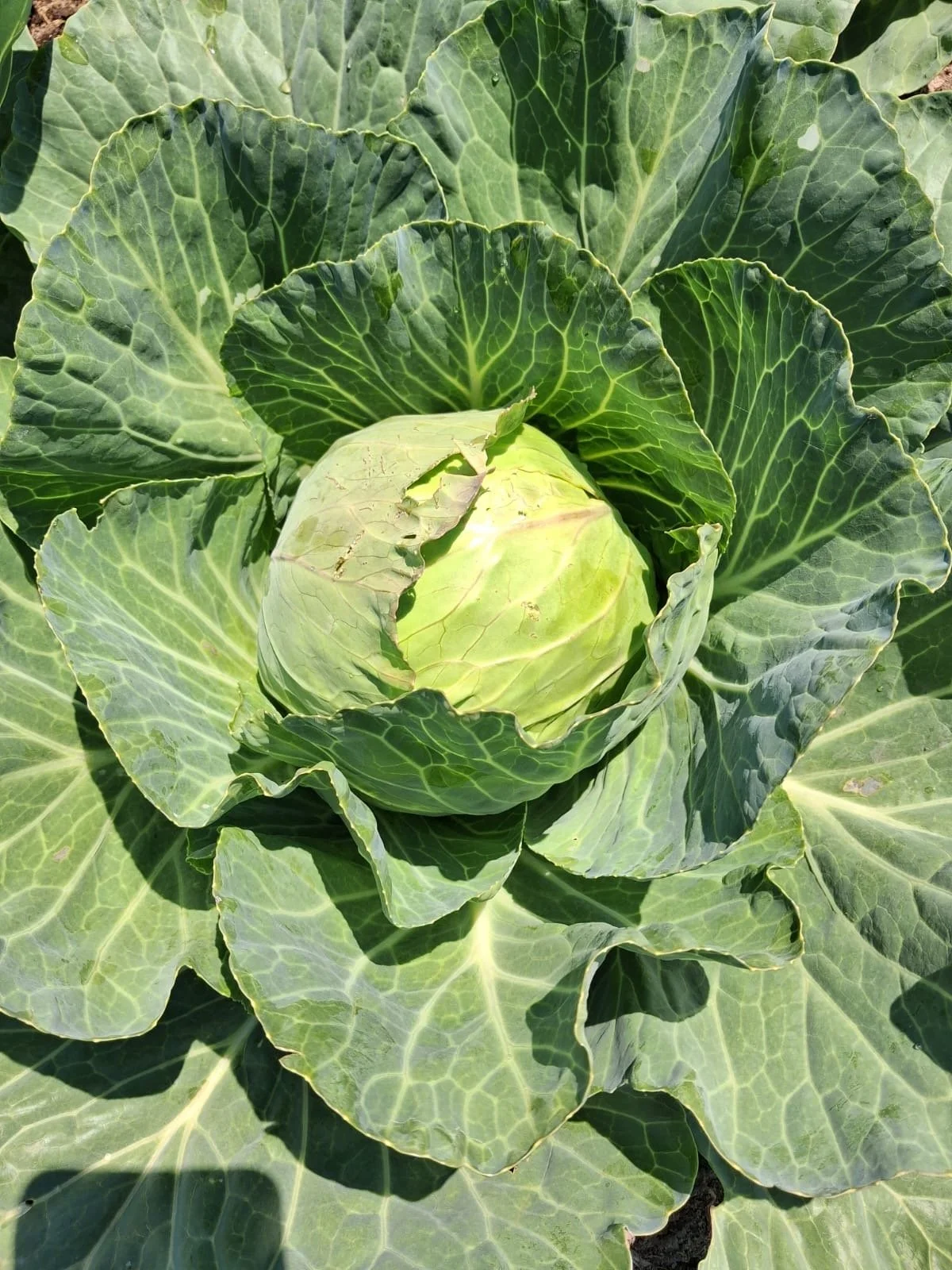 Bandua Aug 26 Farm.JPG