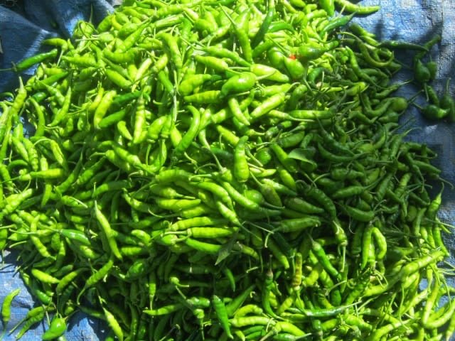 Bandua Aug 26 Farm 3.JPG