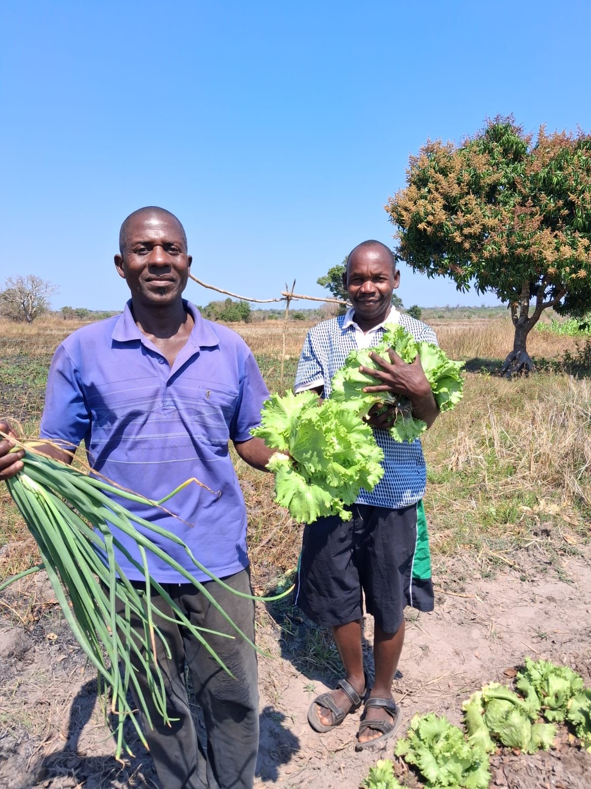 Bandua Andre Zac farms Aug 26.JPG