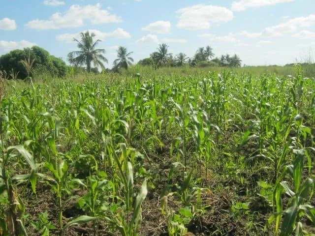 Moz Bandua Andre farm April 26.JPG