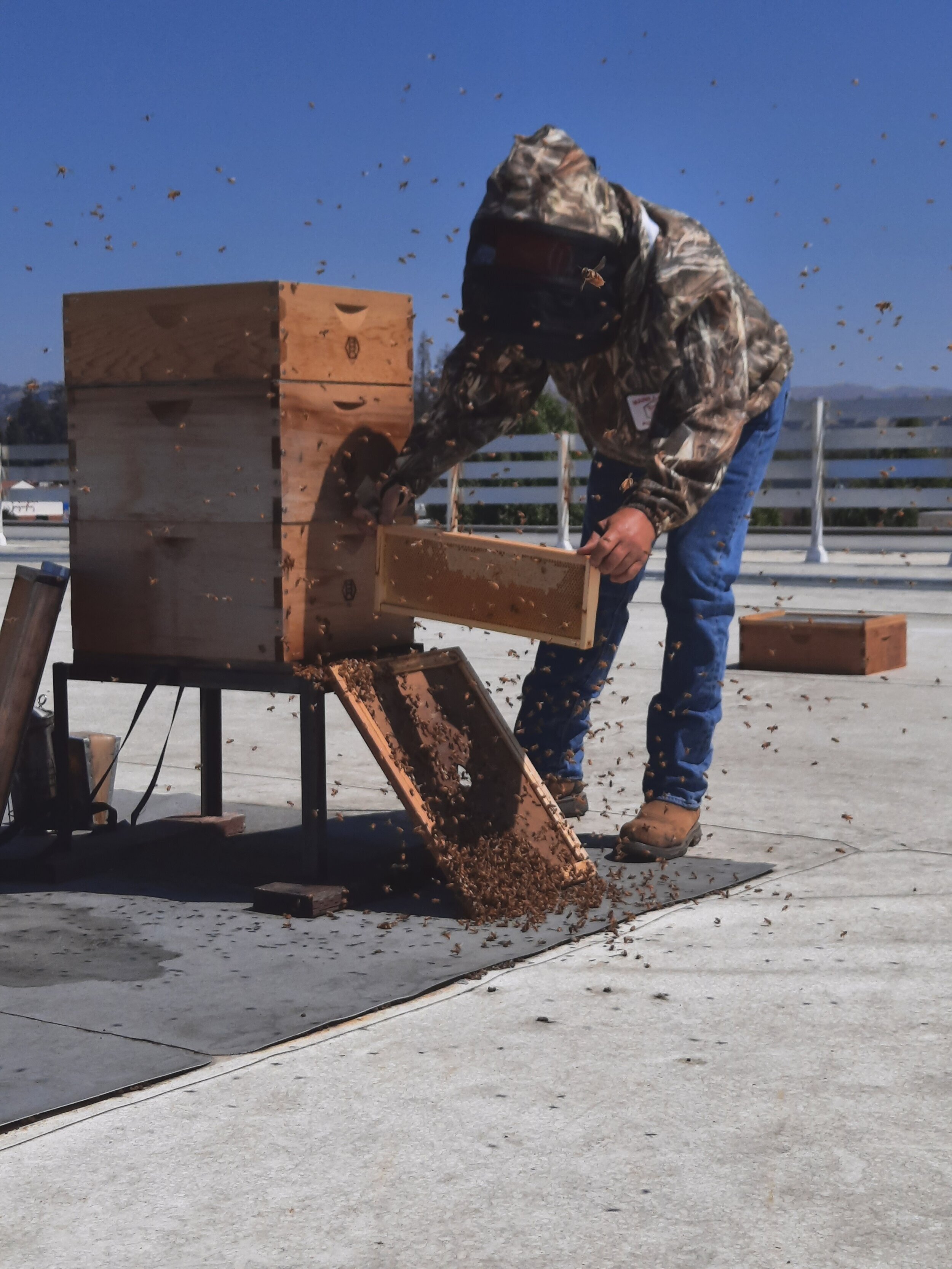   Beekeeper Mike Vigo tends to the hives atop Castro Valley Marketplace.  