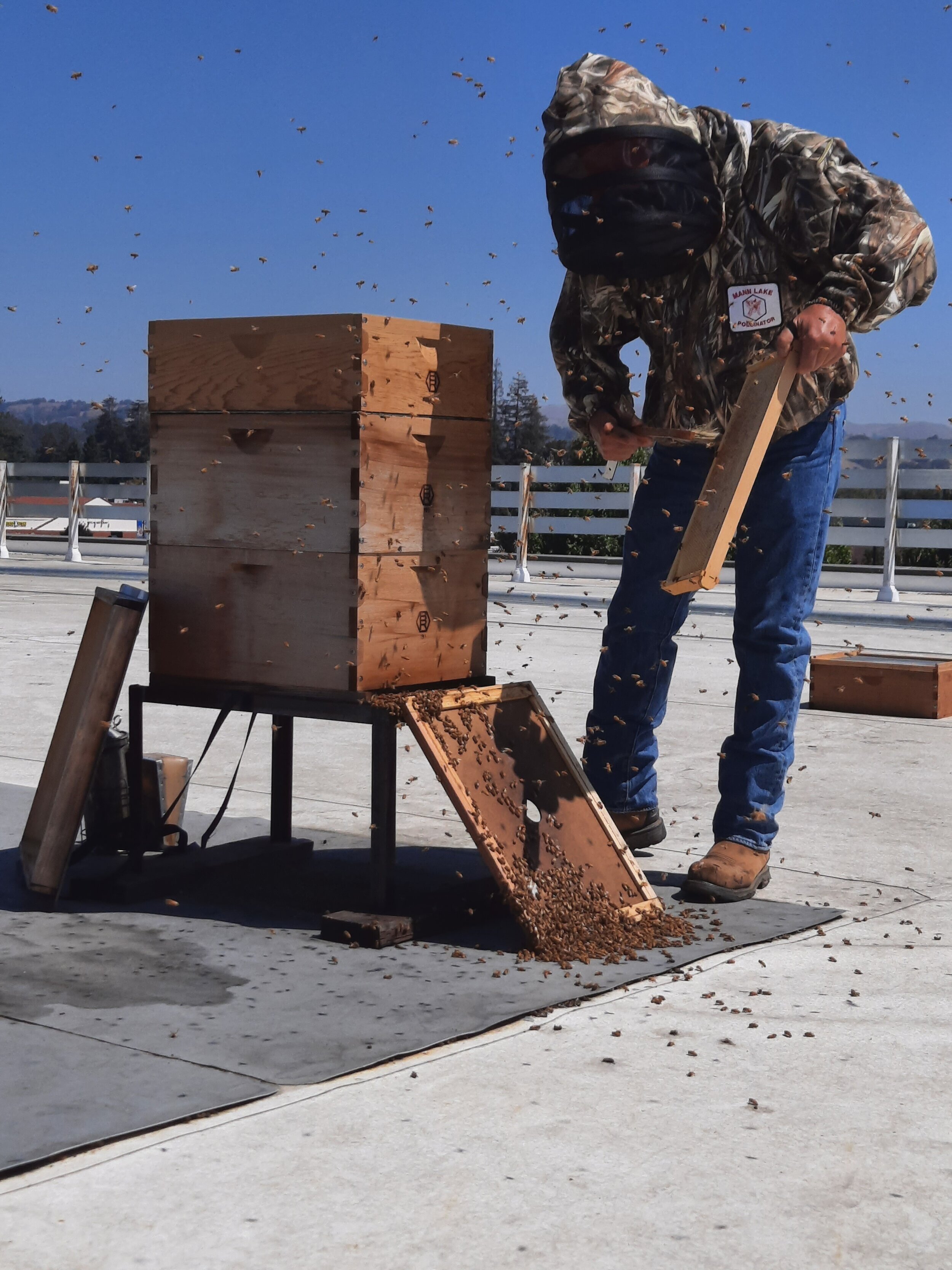   Beekeeper Mike Vigo tends to the hives atop Castro Valley Marketplace.  