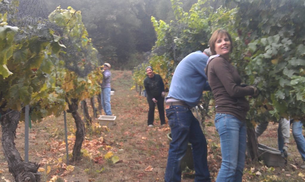   Friends help pick Chardonnay grapes at the Chouinard Winery.  