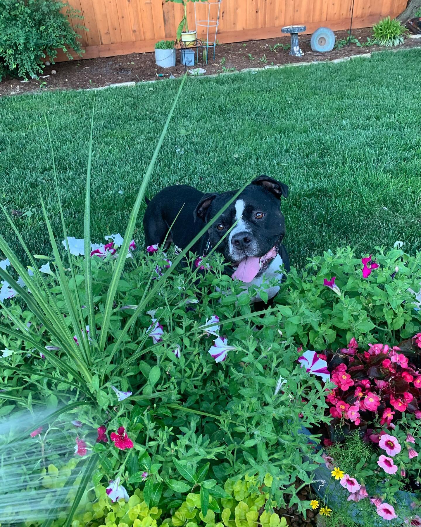 Saying goodbye to our fur babies is so hard. Saying goodbye to two of them in a span of two months is even harder. It’s been a bumpy road…
This sweet girl loved her people, kiddos, her water balloons, hiding under her bush with her toy